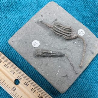 Geoclassics Fossil Crinoid Halysiocrinus Tunicatus And Macrocrinus