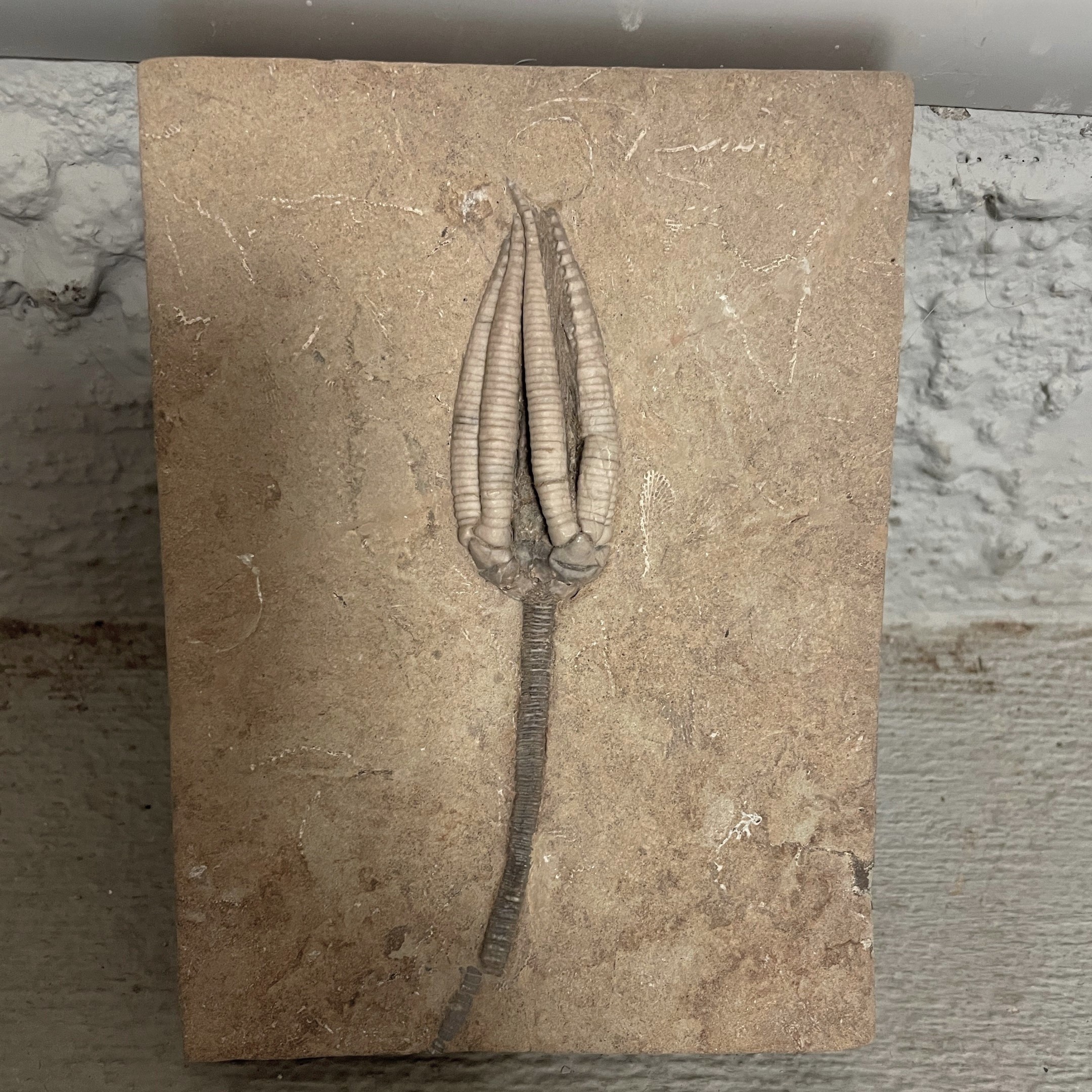 Fossil Crinoid ~ Parascytalocrinus validus ~ Indiana, USA
