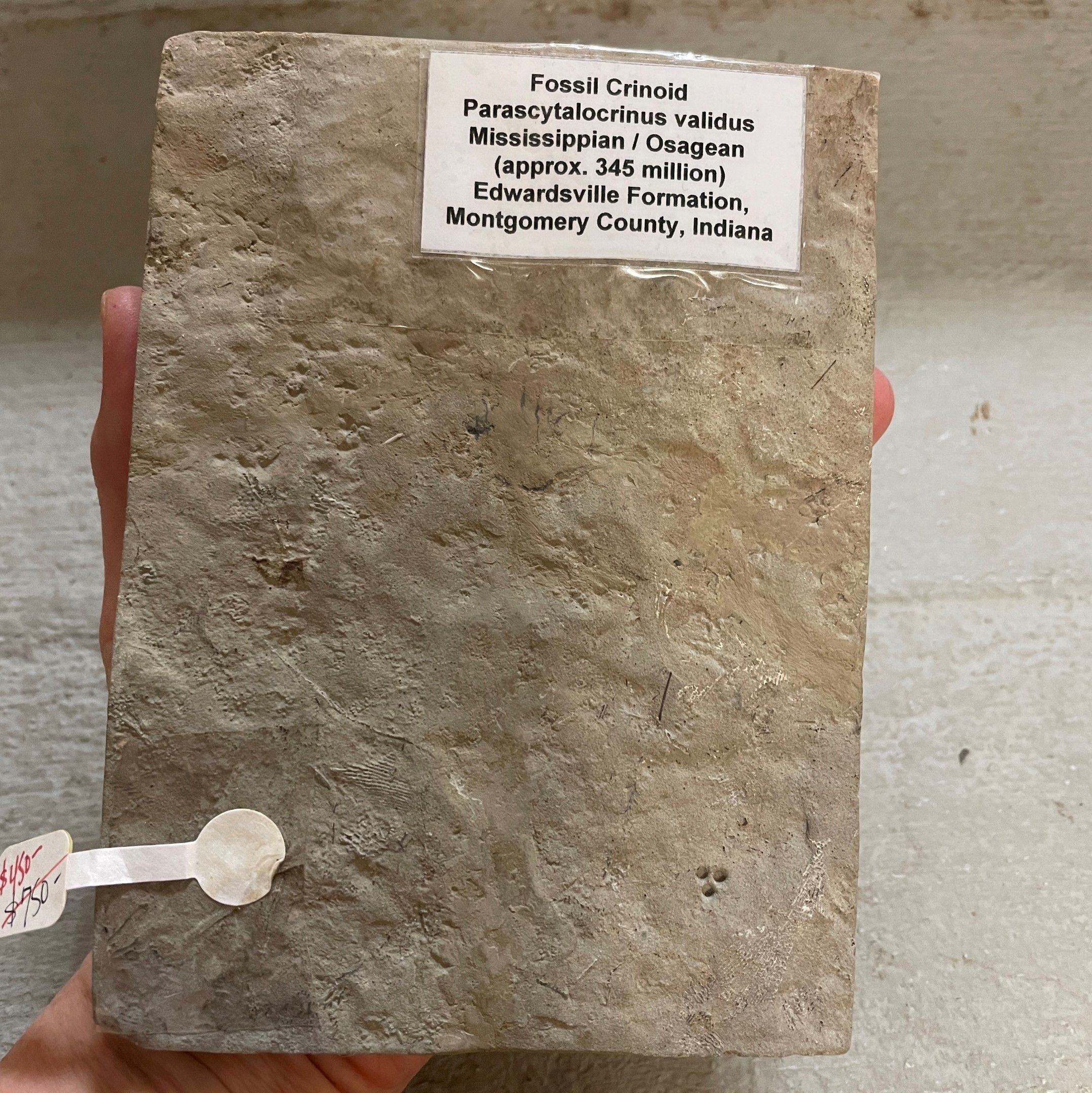 Fossil Crinoid ~ Parascytalocrinus validus ~ Indiana, USA - Image 10