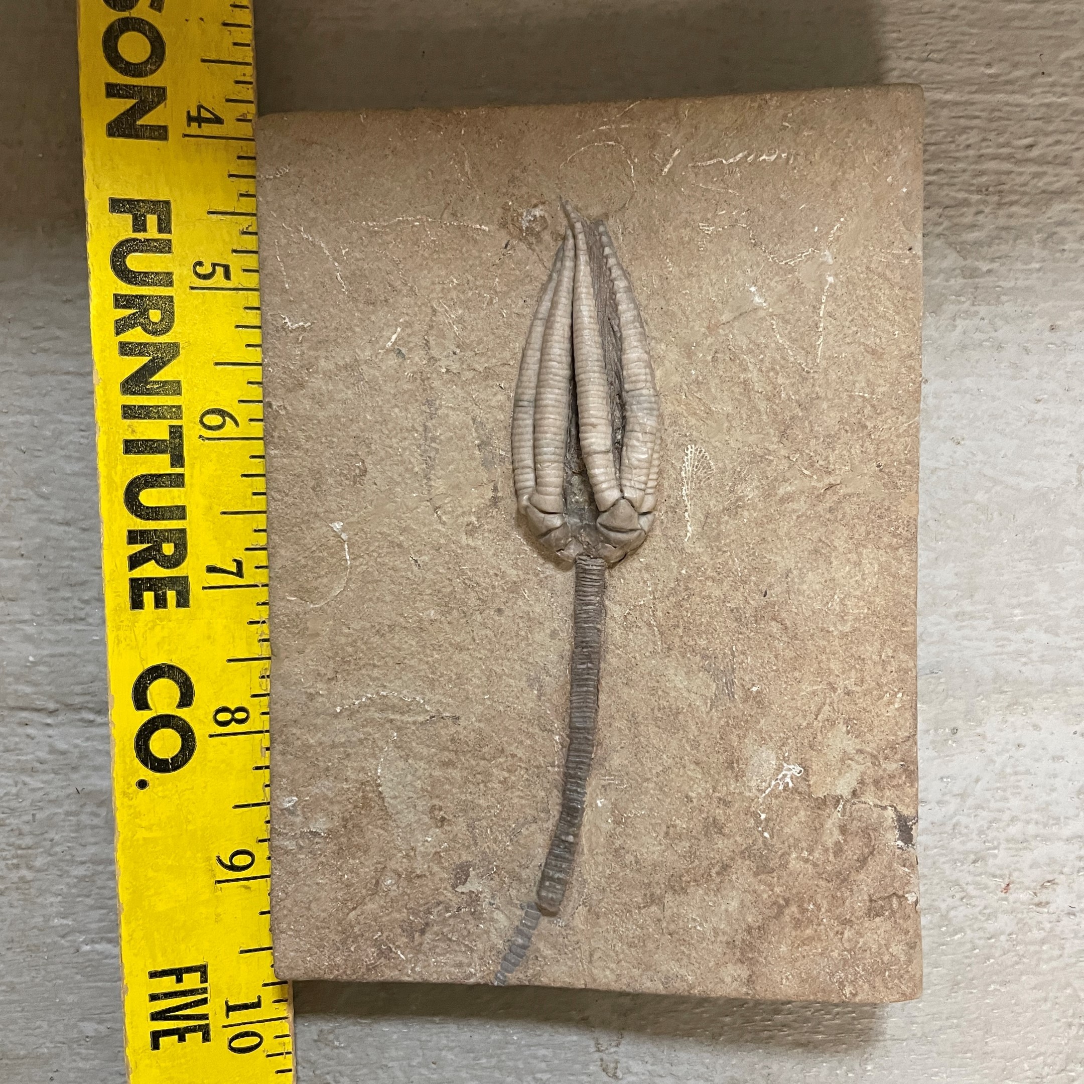 Fossil Crinoid ~ Parascytalocrinus validus ~ Indiana, USA - Image 11