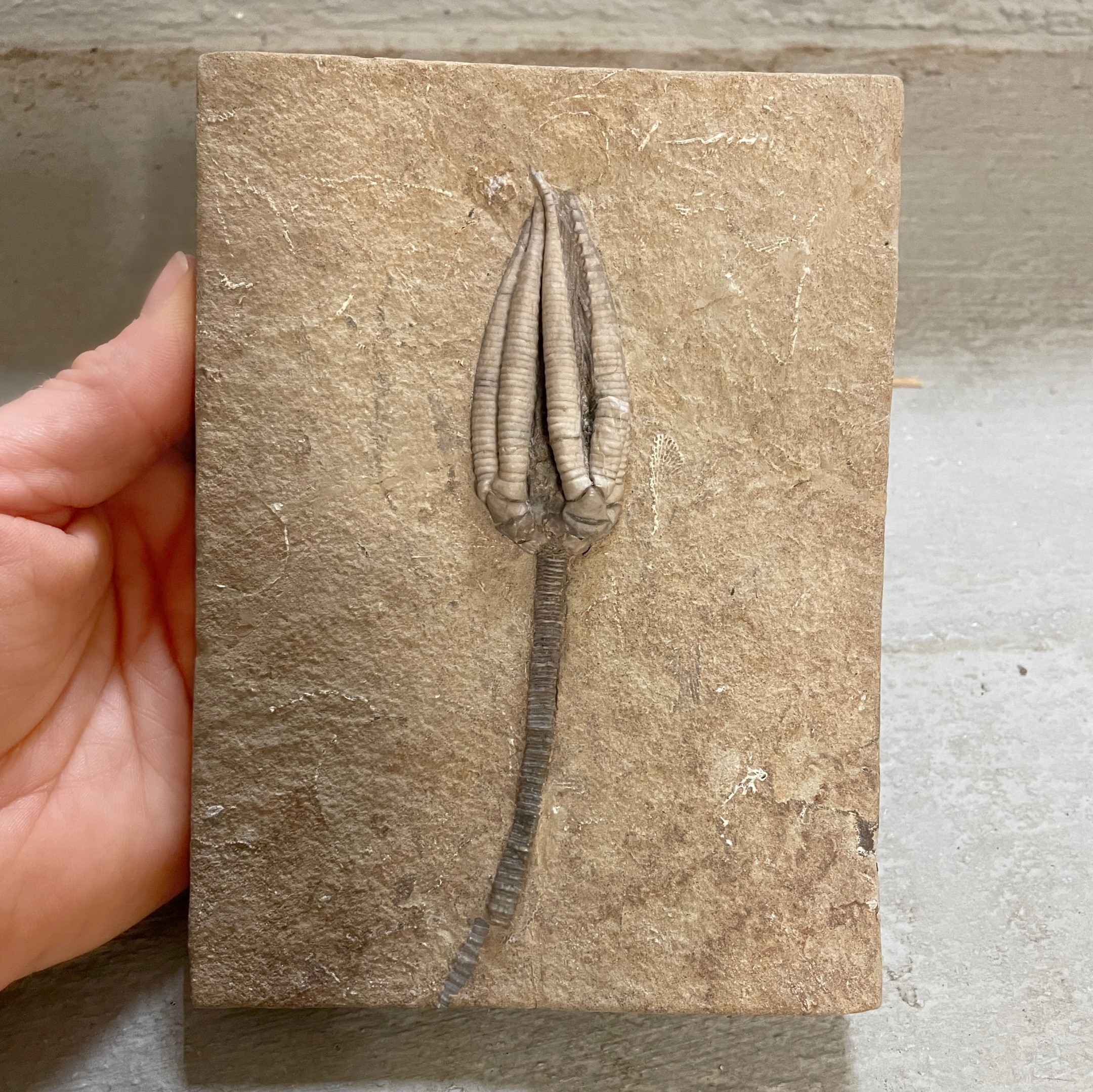 Fossil Crinoid ~ Parascytalocrinus validus ~ Indiana, USA - Image 12