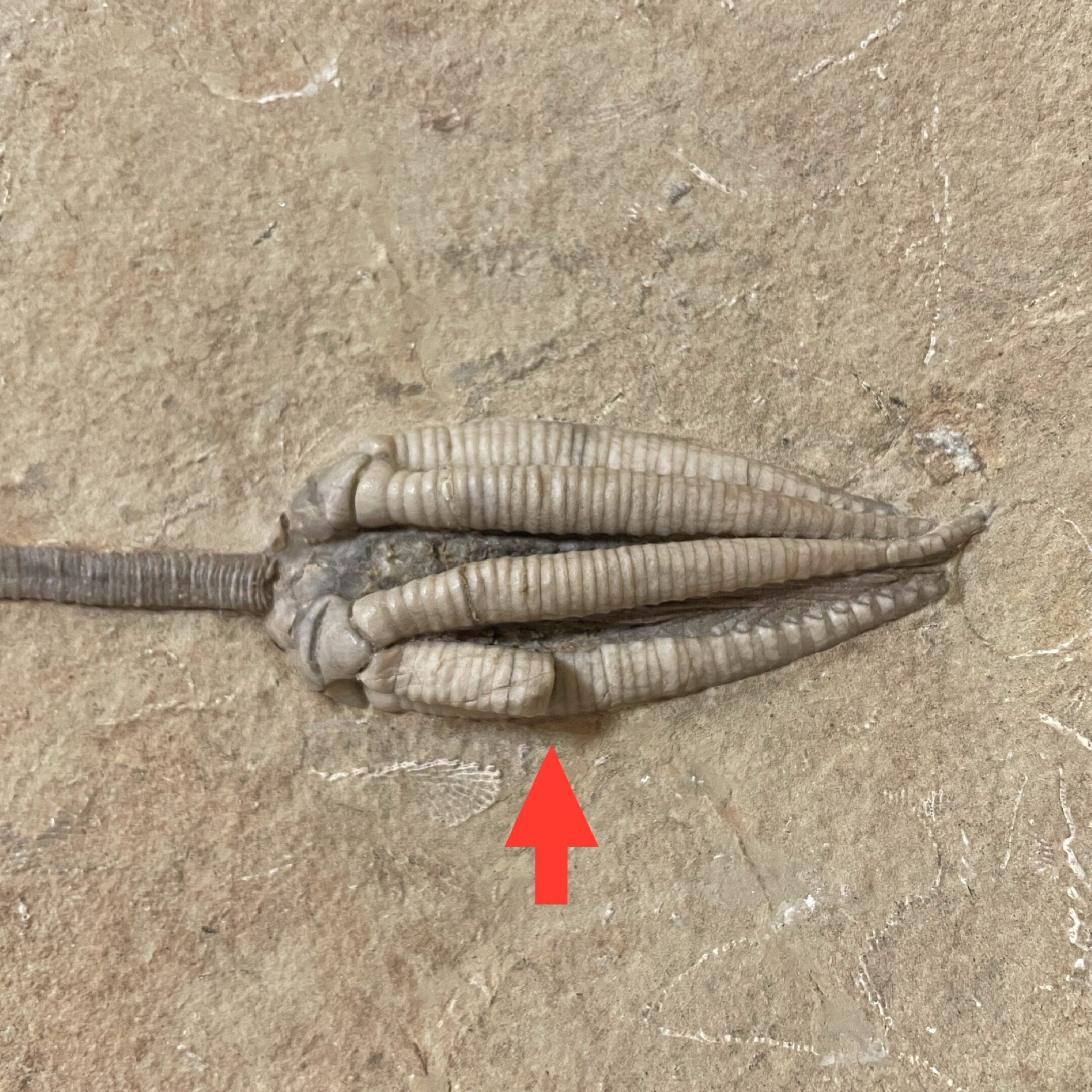 Fossil Crinoid ~ Parascytalocrinus validus ~ Indiana, USA - Image 2