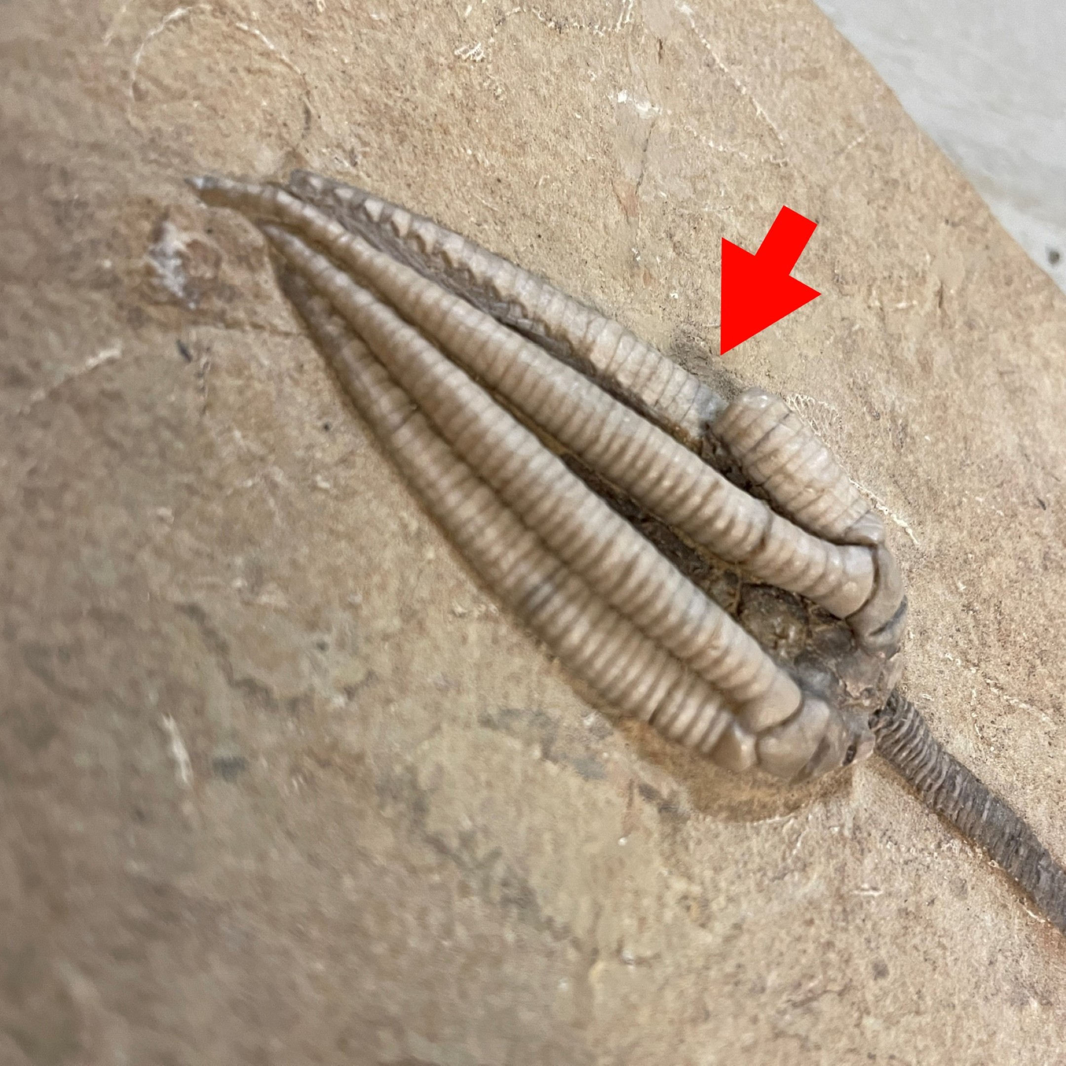 Fossil Crinoid ~ Parascytalocrinus validus ~ Indiana, USA - Image 3
