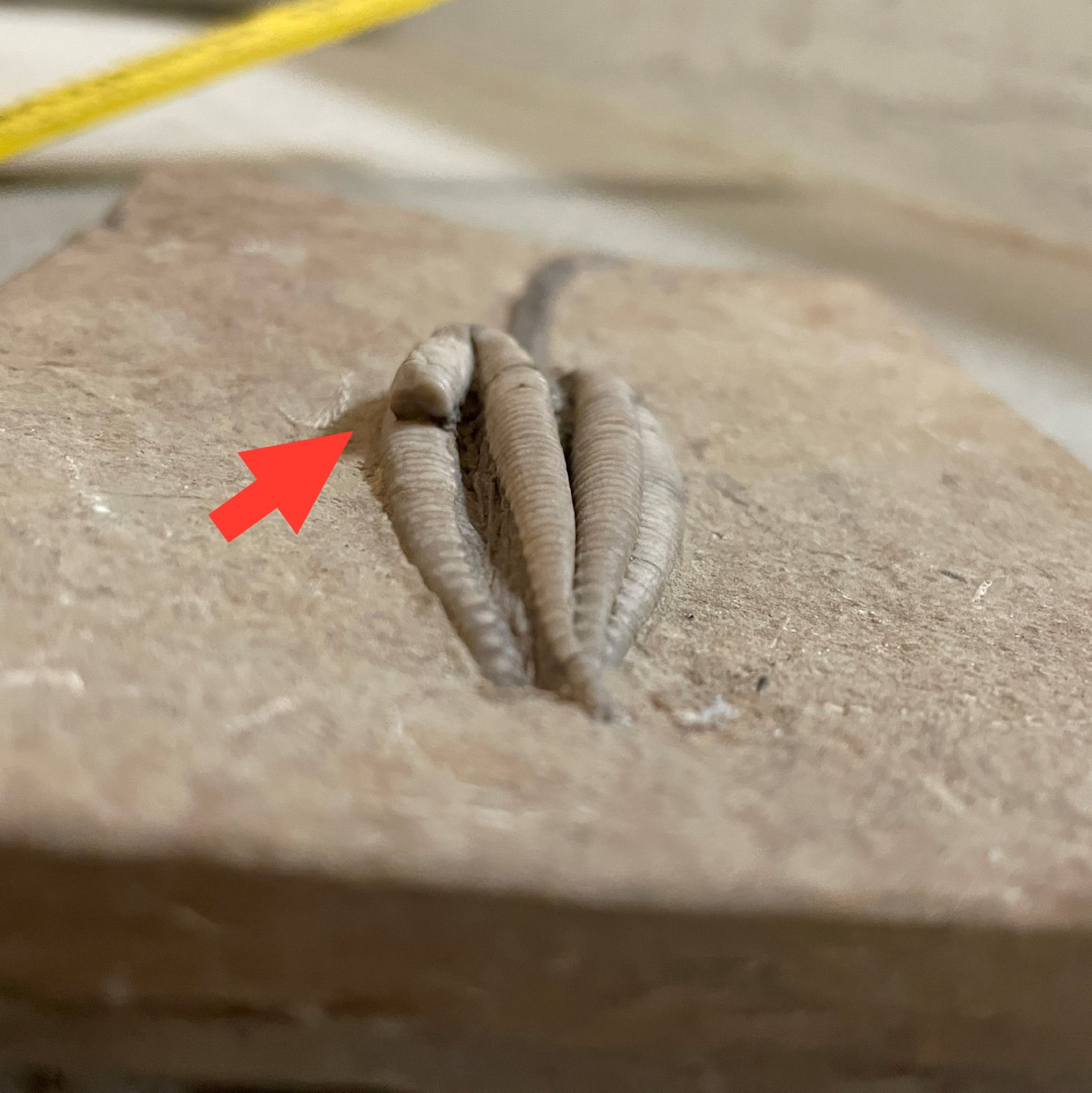 Fossil Crinoid ~ Parascytalocrinus validus ~ Indiana, USA - Image 4