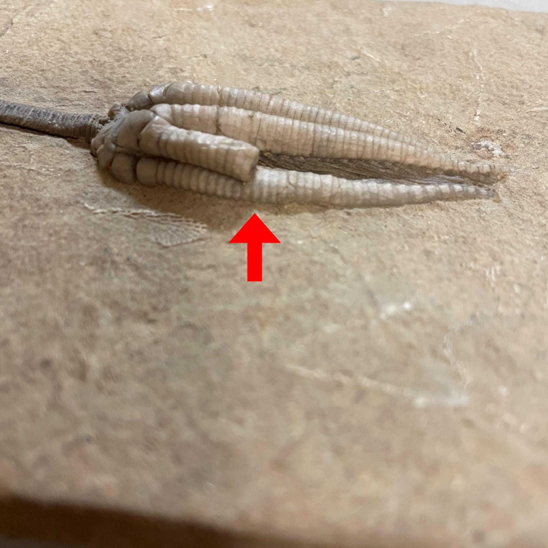 Fossil Crinoid ~ Parascytalocrinus validus ~ Indiana, USA - Image 5