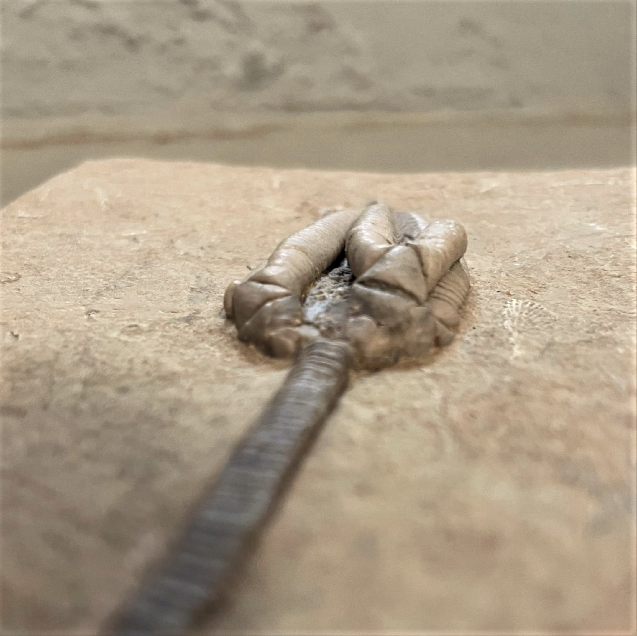 Fossil Crinoid ~ Parascytalocrinus validus ~ Indiana, USA - Image 6