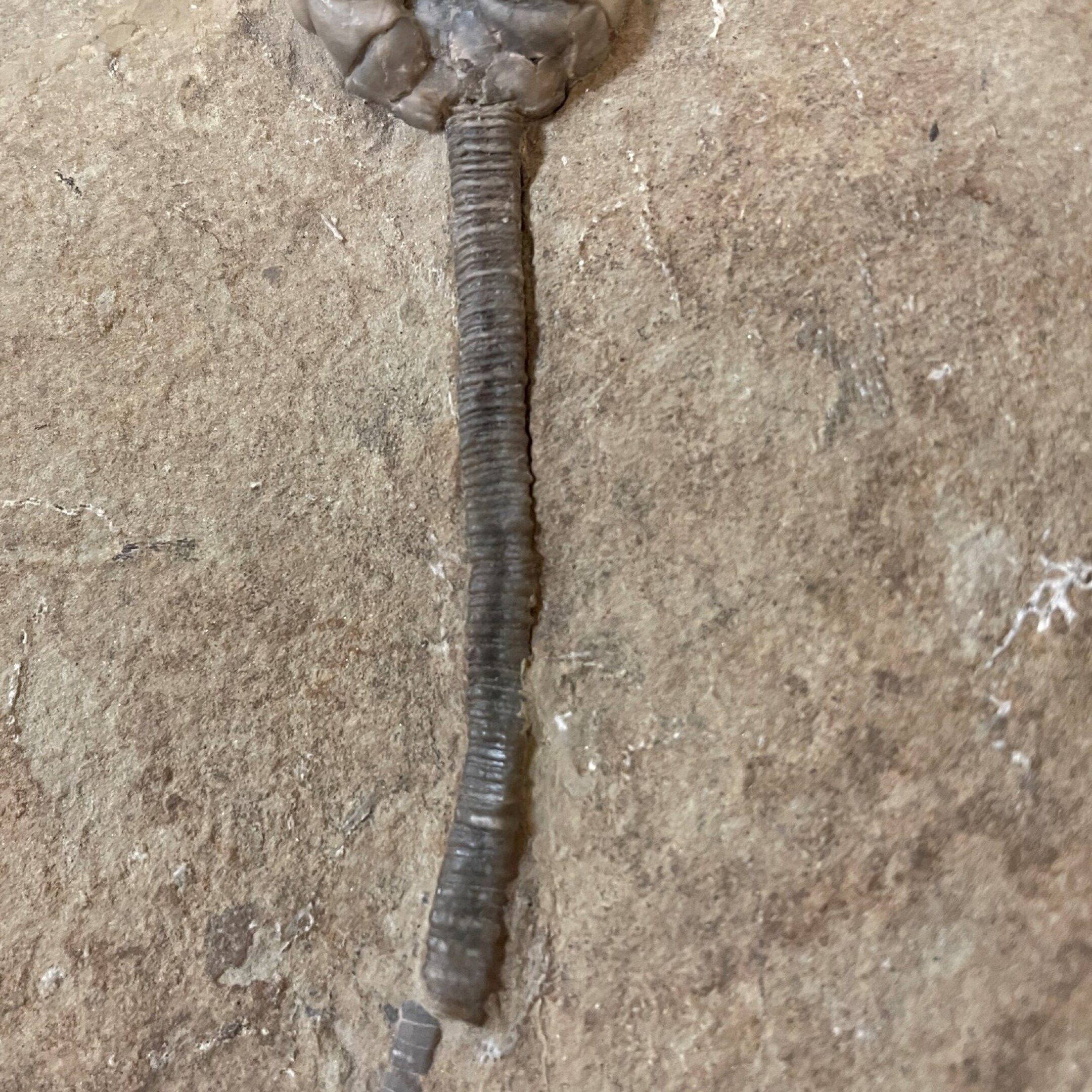 Fossil Crinoid ~ Parascytalocrinus validus ~ Indiana, USA - Image 7