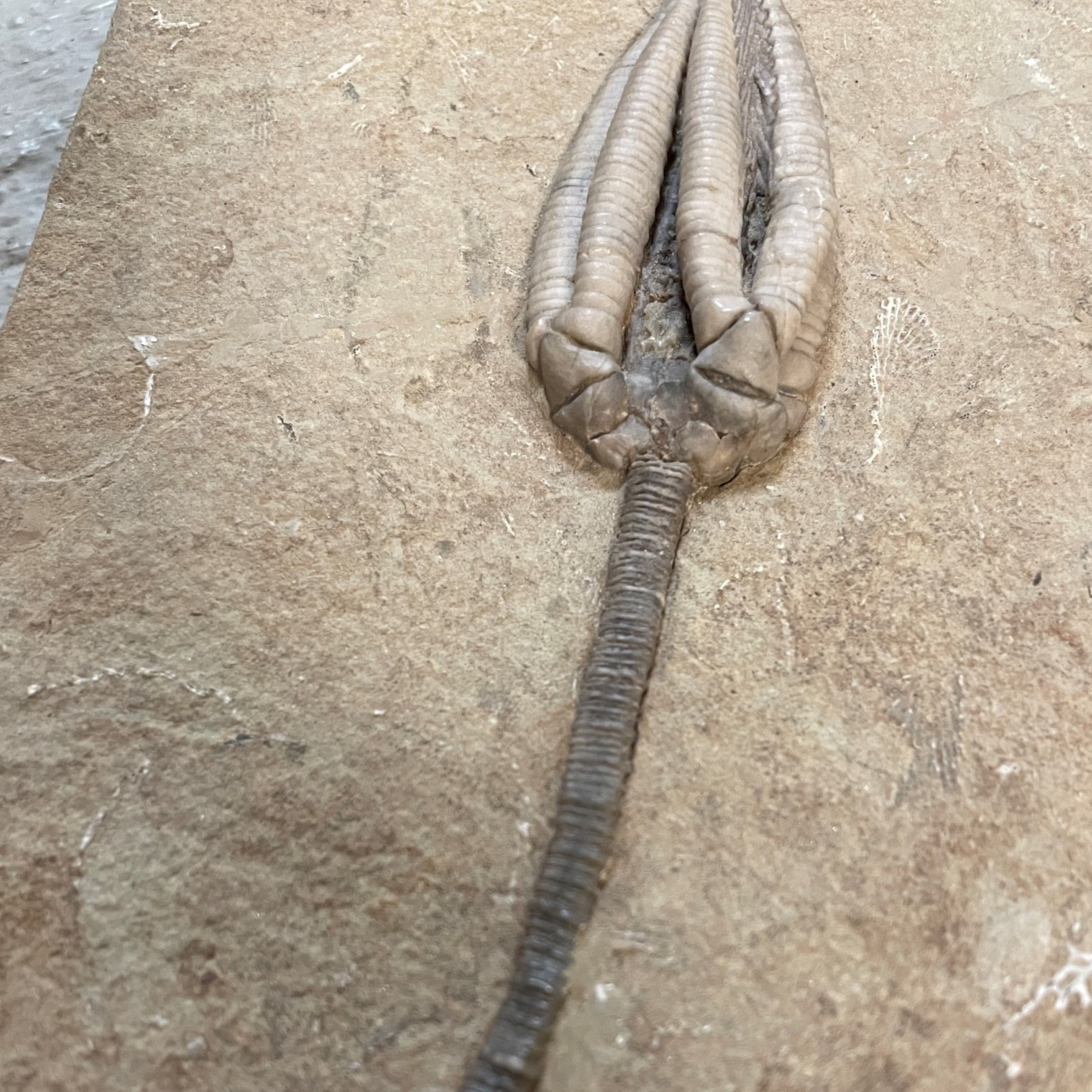 Fossil Crinoid ~ Parascytalocrinus validus ~ Indiana, USA - Image 8