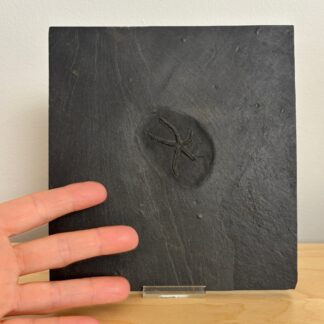 Fossil Starfish ~ Urasterella asperula, Hunsrück Slate, Bundenbach, Germany