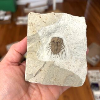 Fossil Trilobite ~ Kettneraspis williamsi ~ Black Cat Mountain Quarry, Oklahoma