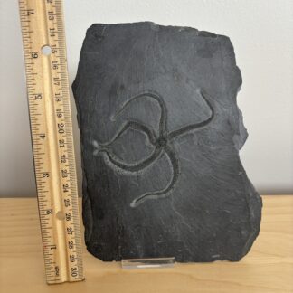 Fossil Brittle Star ~ Furcaster palaeozoicus ~ Bundenbach, Germany