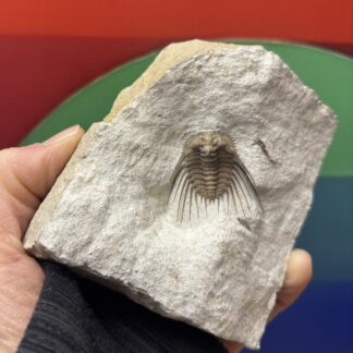 Fossil Trilobite ~ Kettneraspis williamsi ~ Black Cat Mountain Quarry, Oklahoma