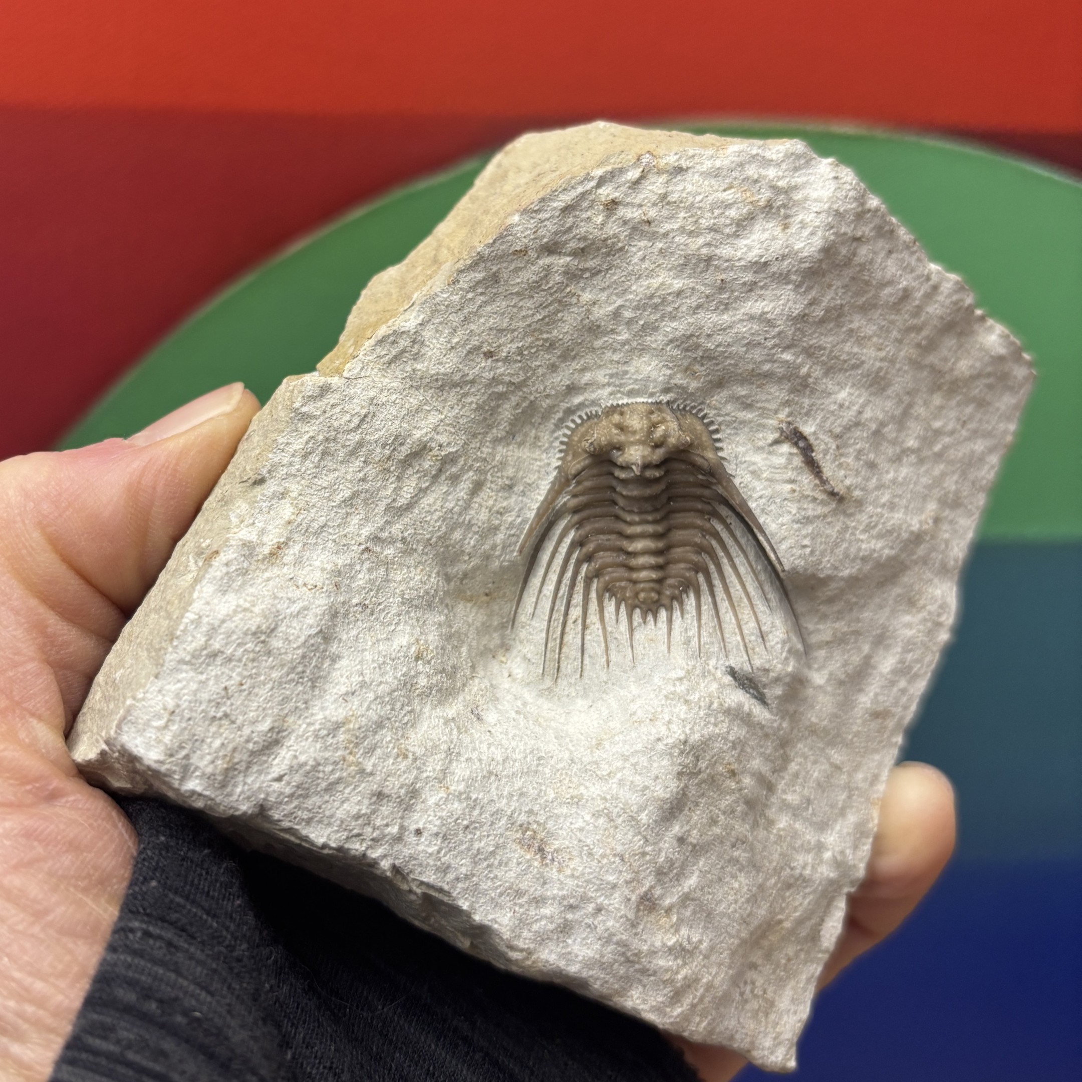 Fossil Trilobite ~ Kettneraspis williamsi ~ Black Cat Mountain Quarry, Oklahoma