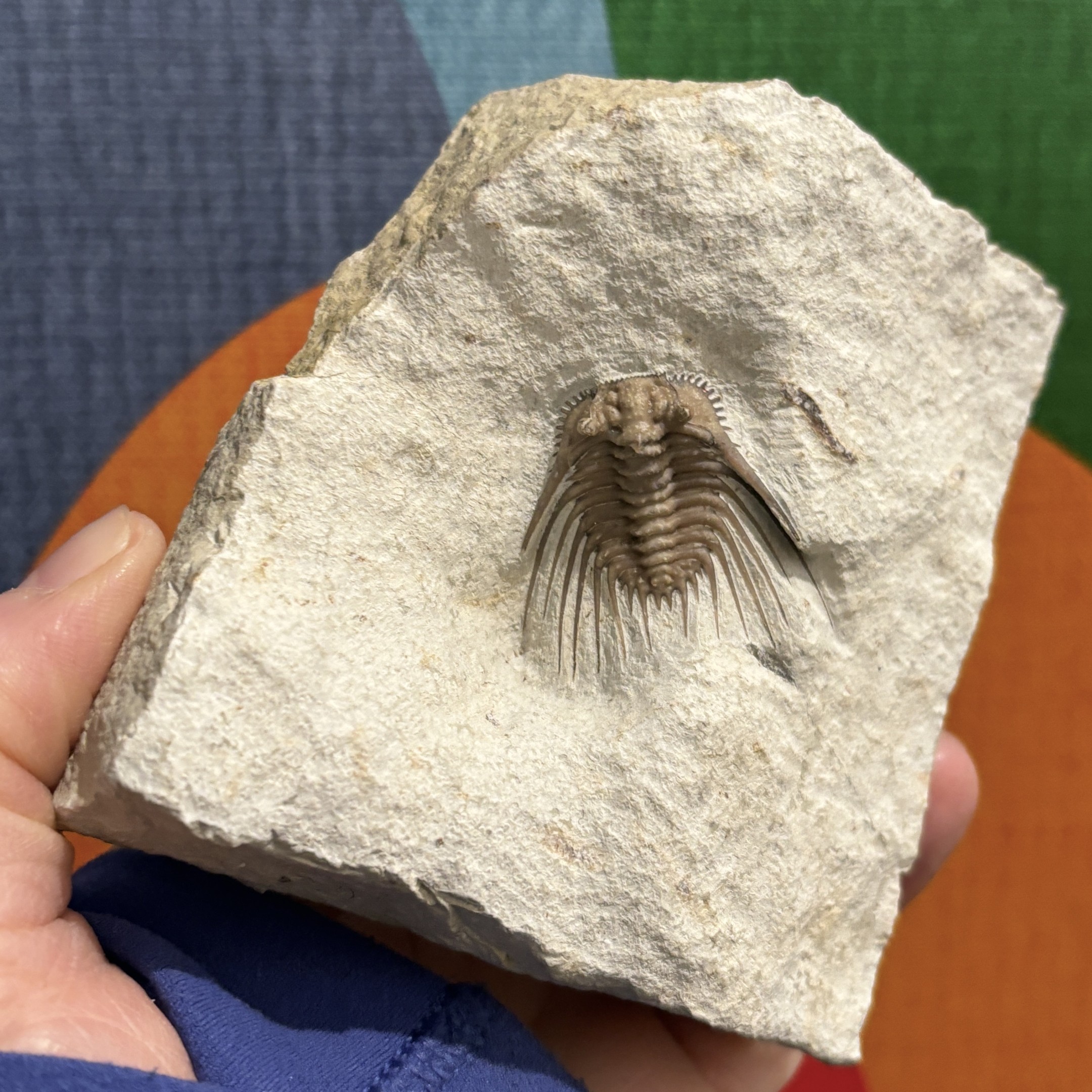 Fossil Trilobite ~ Kettneraspis williamsi ~ Black Cat Mountain Quarry, Oklahoma - Image 14
