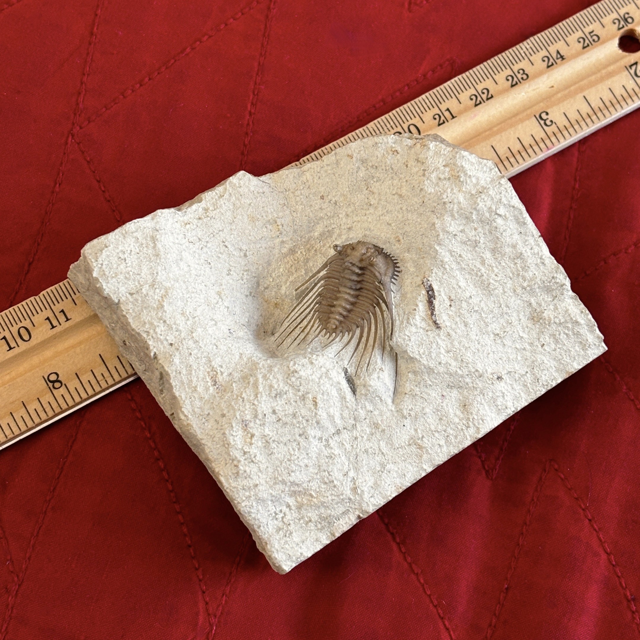 Fossil Trilobite ~ Kettneraspis williamsi ~ Black Cat Mountain Quarry, Oklahoma - Image 15