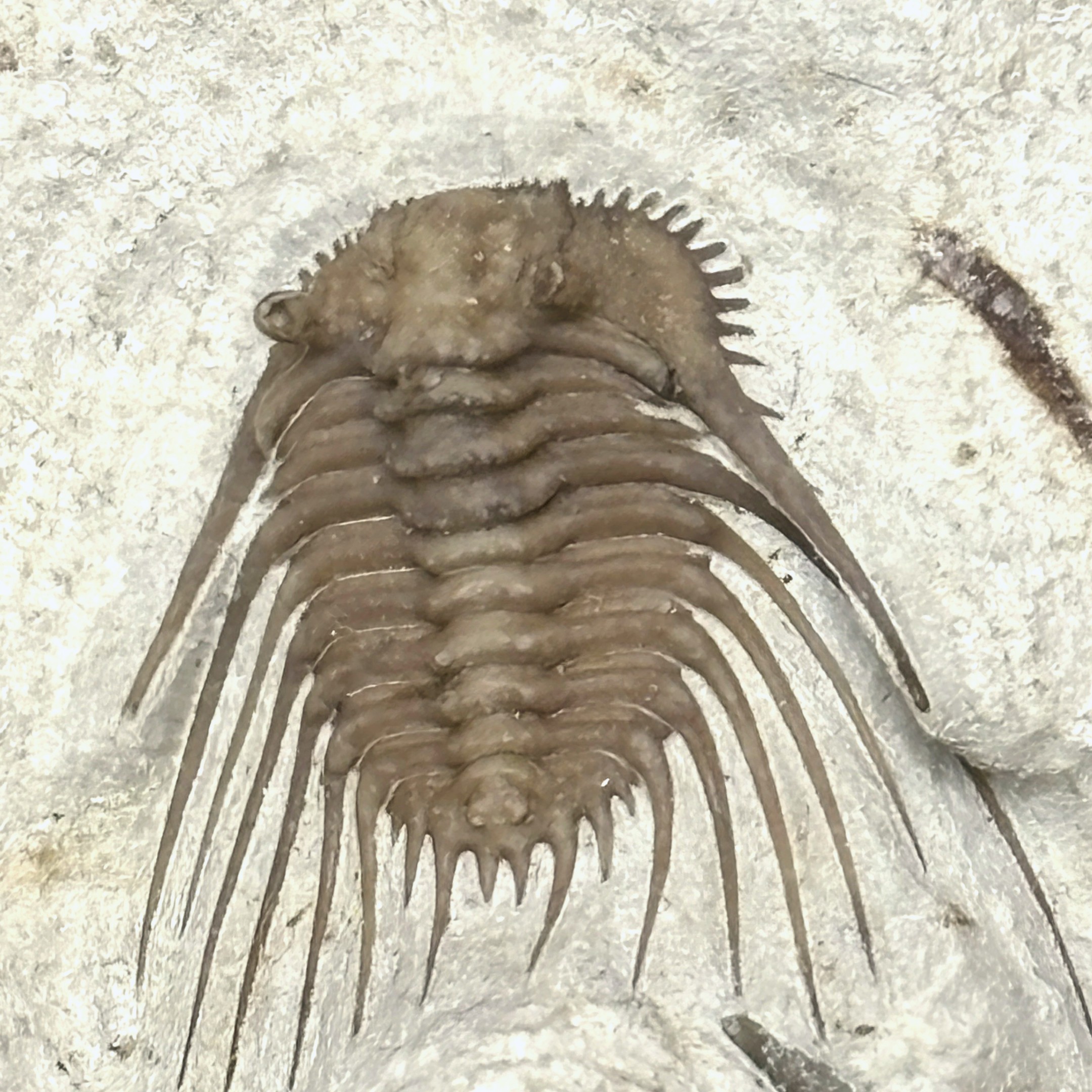 Fossil Trilobite ~ Kettneraspis williamsi ~ Black Cat Mountain Quarry, Oklahoma - Image 2