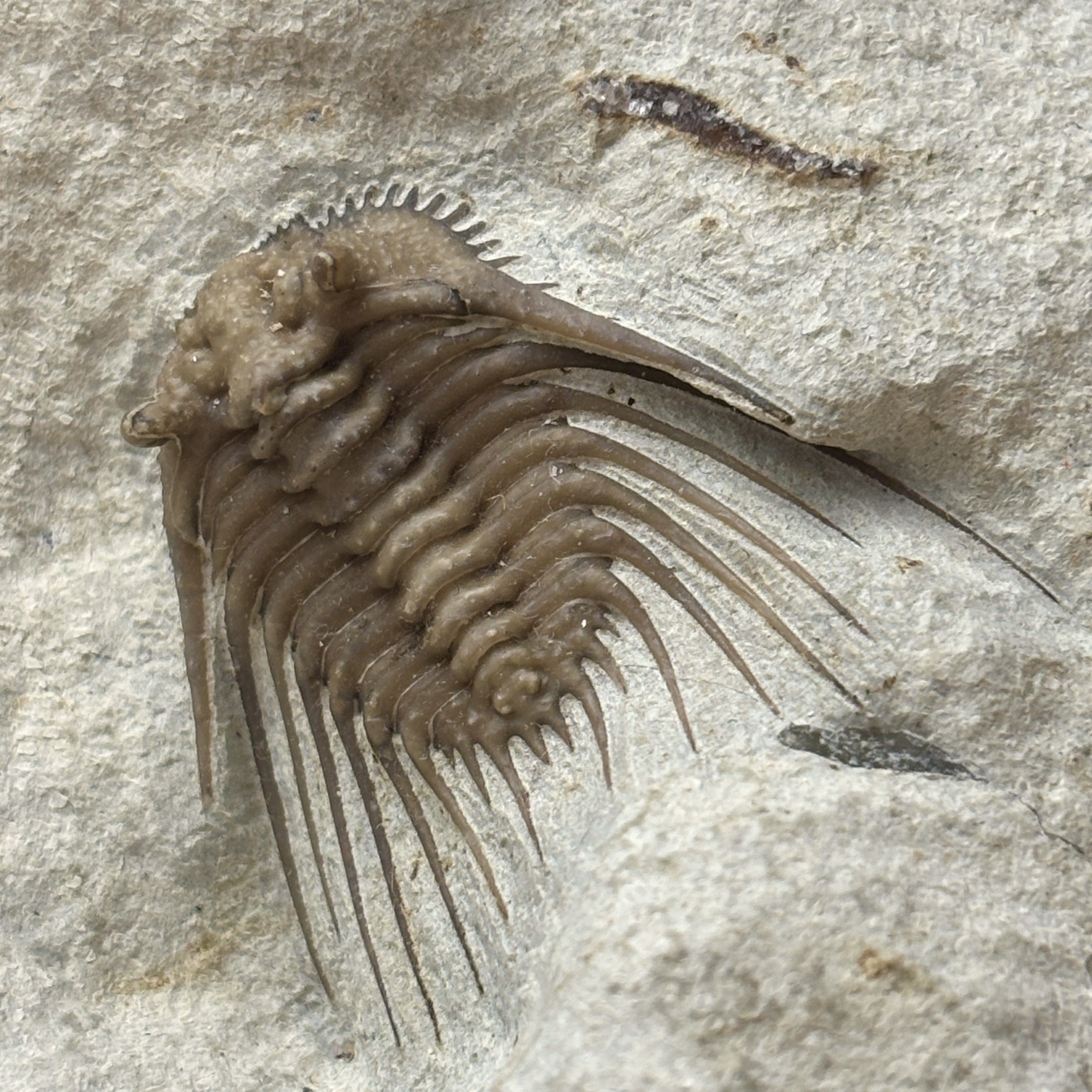 Fossil Trilobite ~ Kettneraspis williamsi ~ Black Cat Mountain Quarry, Oklahoma - Image 3
