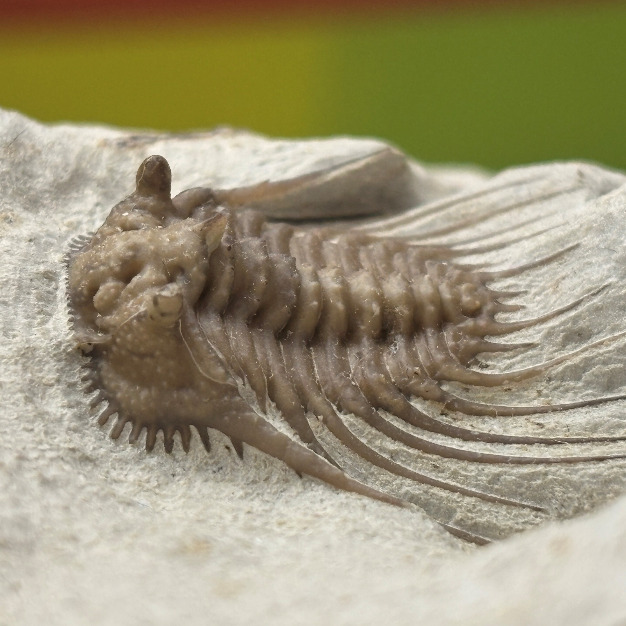 Fossil Trilobite ~ Kettneraspis williamsi ~ Black Cat Mountain Quarry, Oklahoma - Image 4