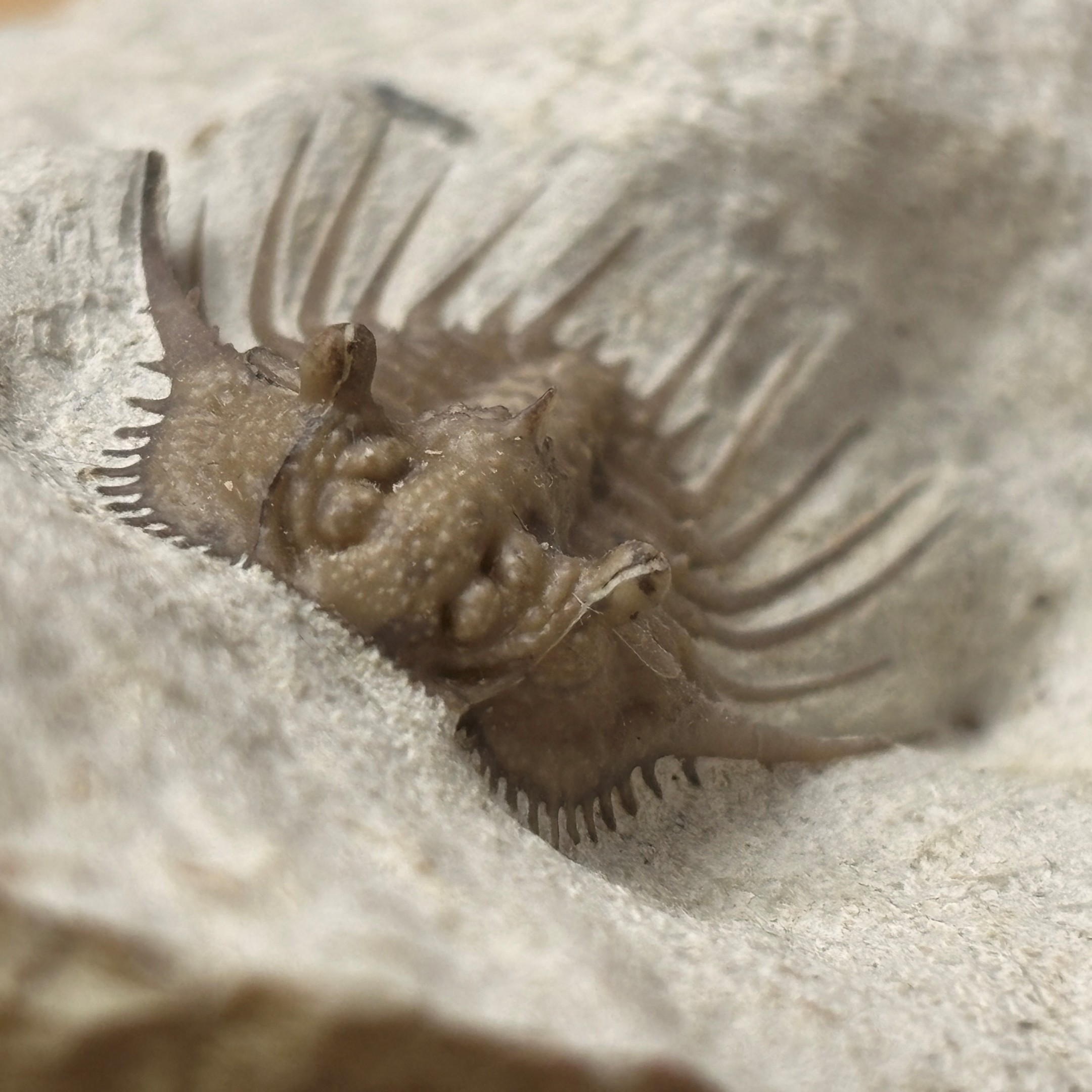 Fossil Trilobite ~ Kettneraspis williamsi ~ Black Cat Mountain Quarry, Oklahoma - Image 5
