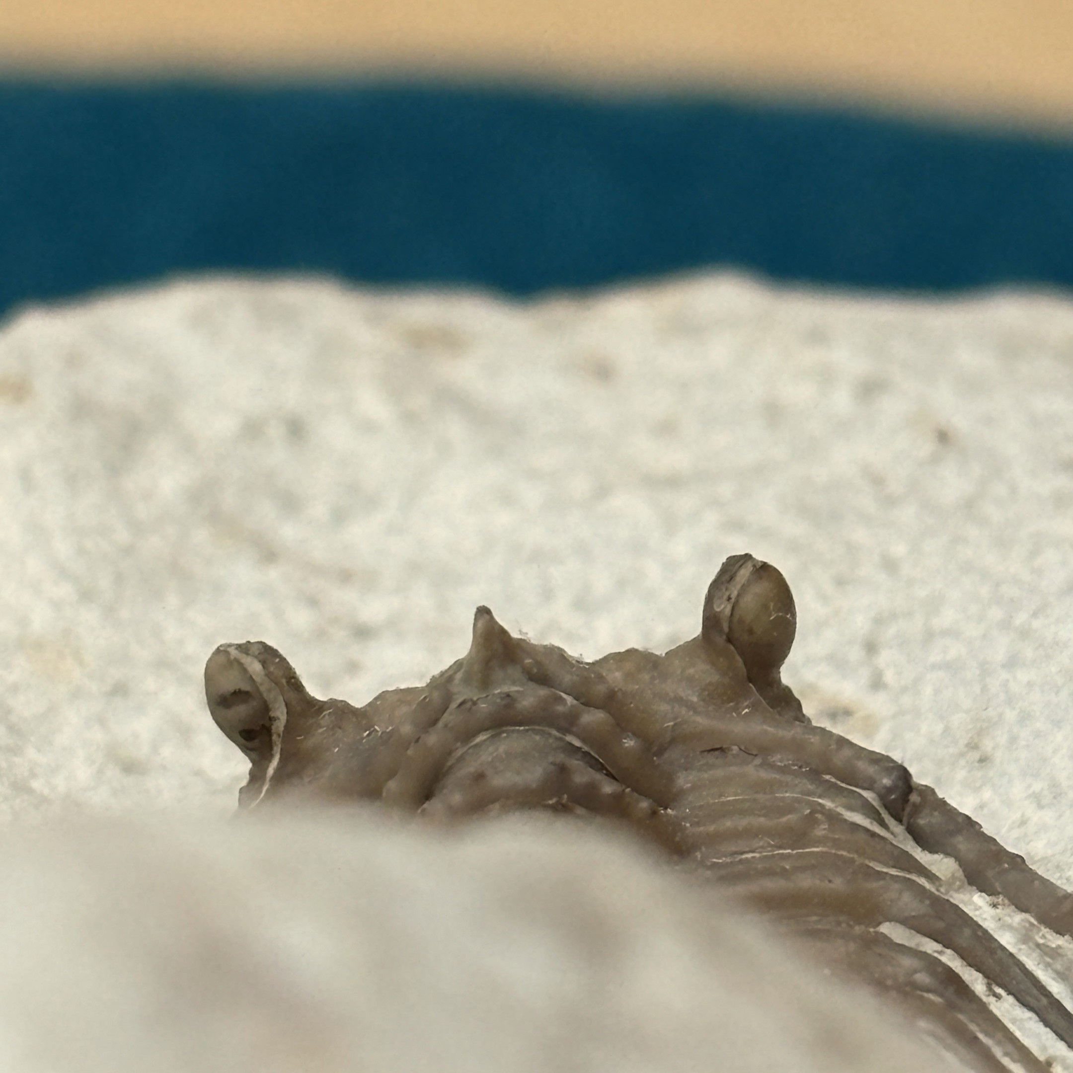 Fossil Trilobite ~ Kettneraspis williamsi ~ Black Cat Mountain Quarry, Oklahoma - Image 6