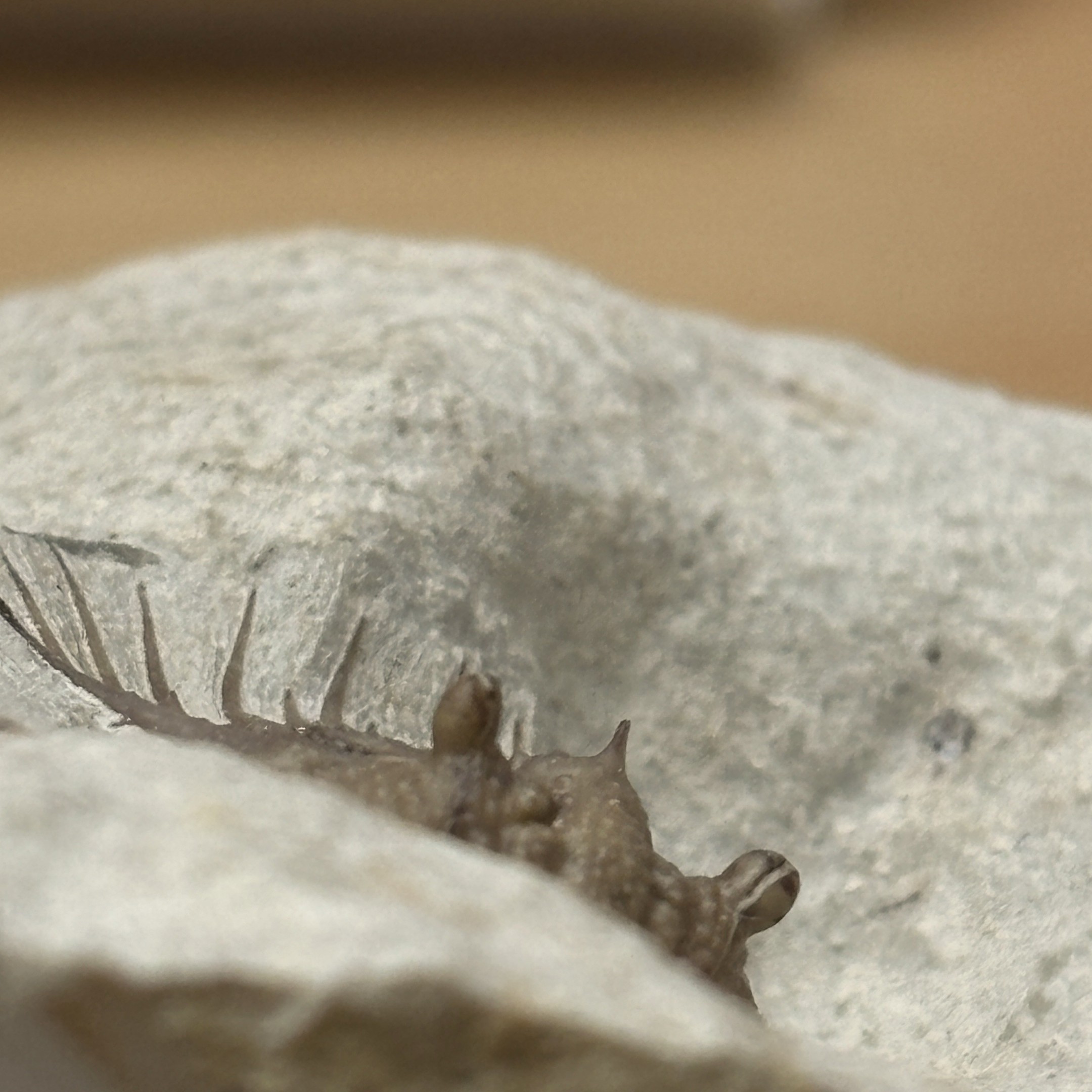 Fossil Trilobite ~ Kettneraspis williamsi ~ Black Cat Mountain Quarry, Oklahoma - Image 7