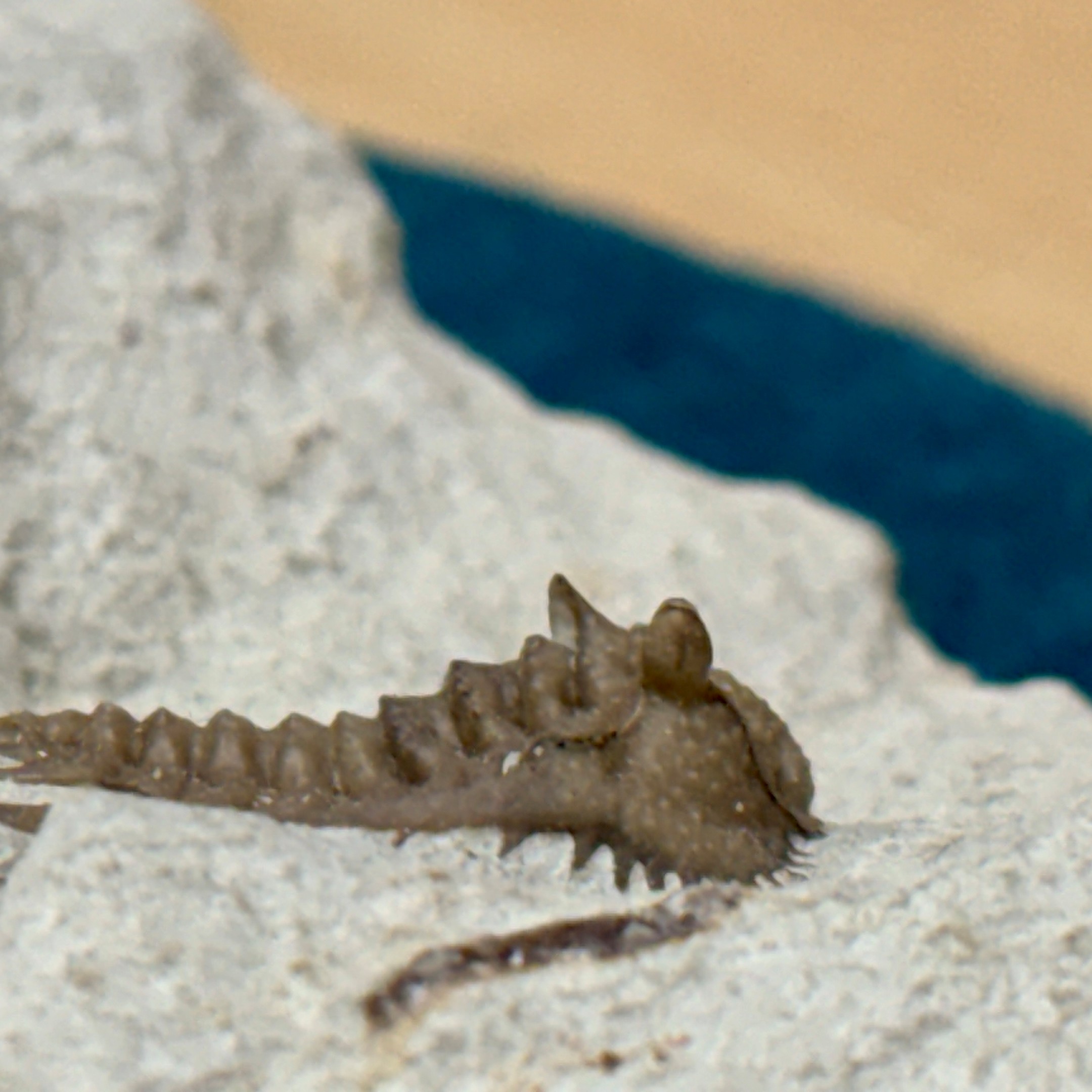 Fossil Trilobite ~ Kettneraspis williamsi ~ Black Cat Mountain Quarry, Oklahoma - Image 8