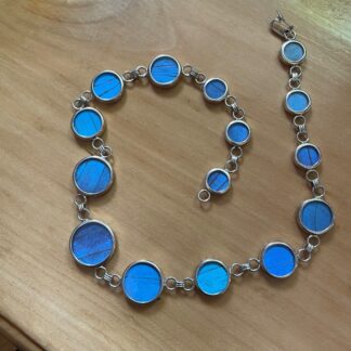 Blue Morpho Butterfly Wing Graduated Rounds Necklace ~ Morpho didius