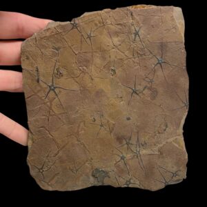 Fossil Brittle Star Plate ~ Ophiopinna elegans ~ France