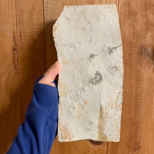 Fossil Brittle Star Plate ~ Sinosura kelheimense ~ Germany