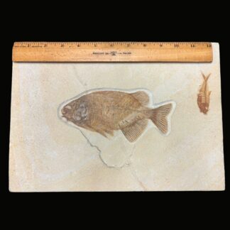 Fossil Fish Plate ~ Phareodus and Diplomystus ~ Green River Formation, Wyoming, USA