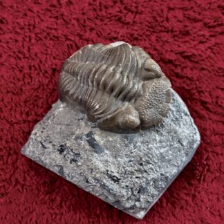 Fossil Trilobite ~ Eldredgeops  crassituberculata ~ Ohio, USA