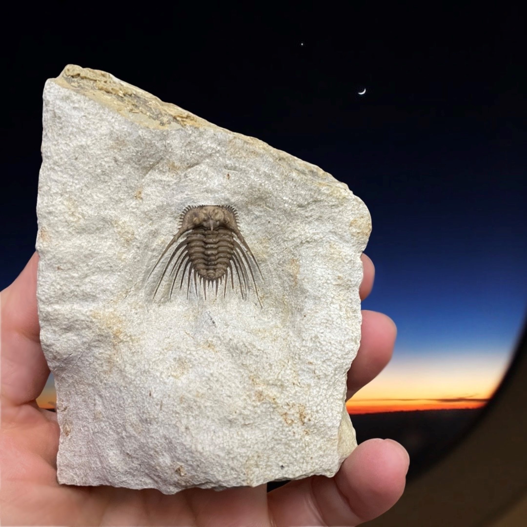 Geoclassics | Fossil Trilobite ~ Kettneraspis williamsi