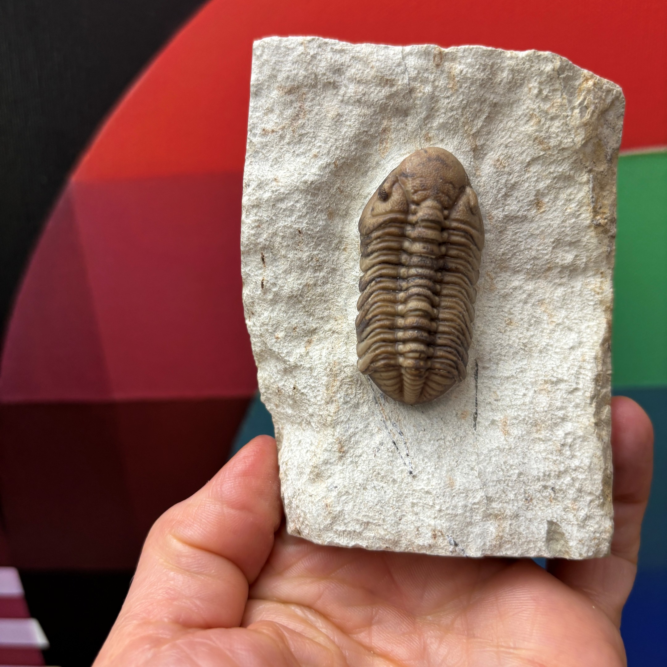 Fossil Trilobite - Reedops deckeri ~ Oklahoma, USA