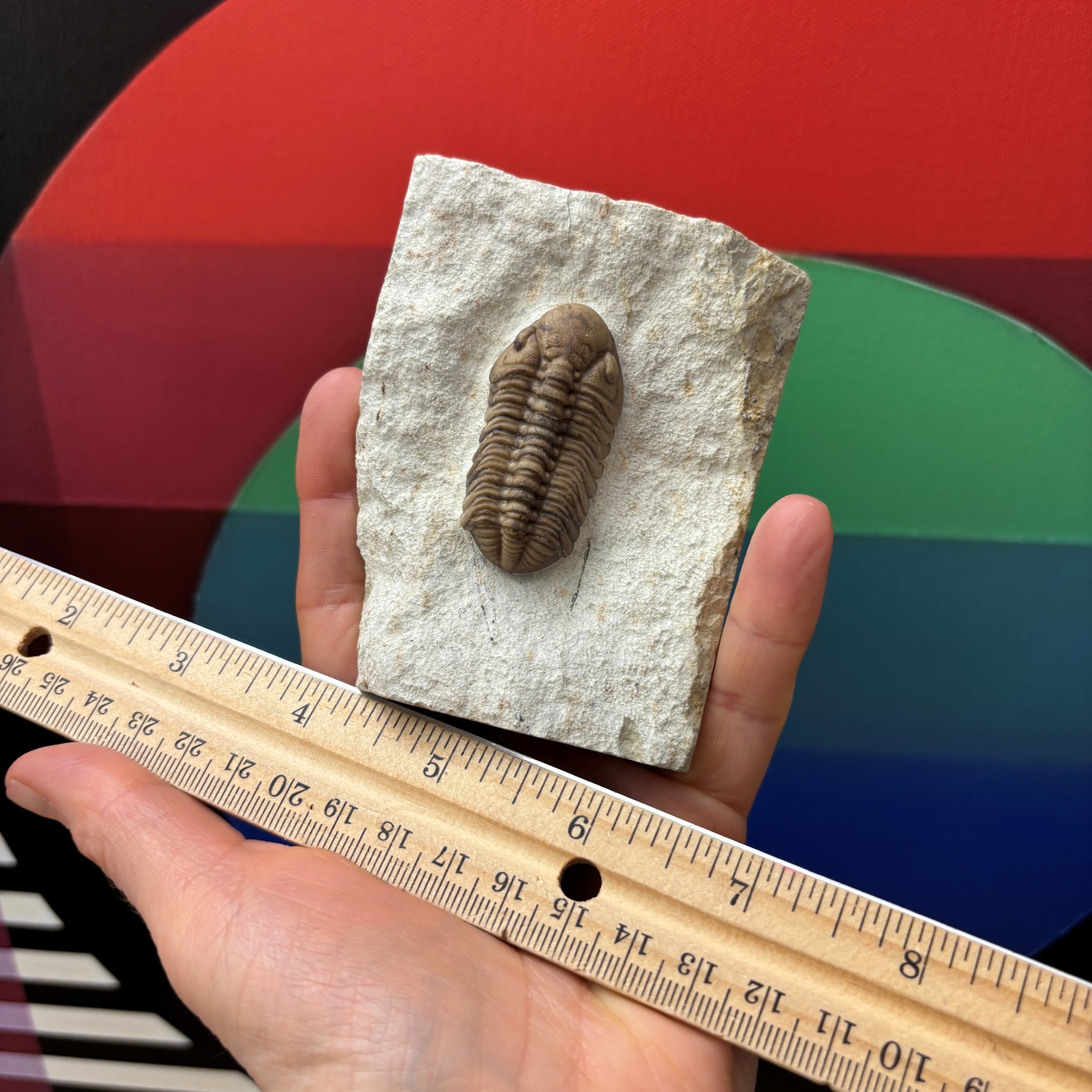 Fossil Trilobite - Reedops deckeri ~ Oklahoma, USA - Image 10