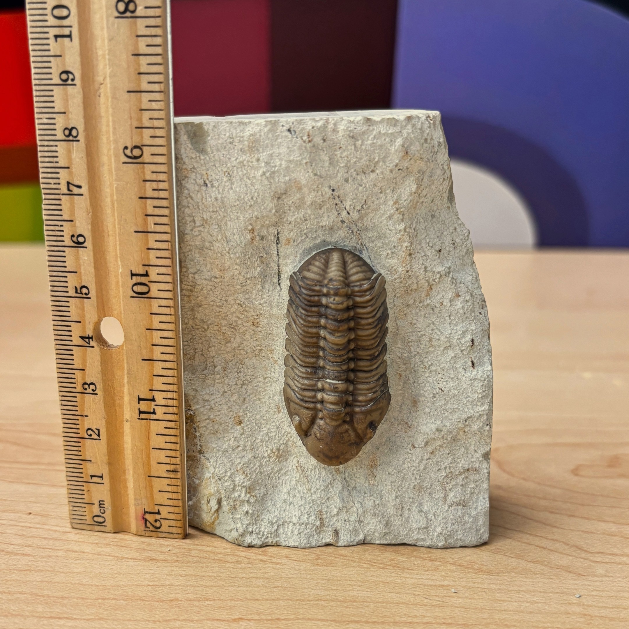 Fossil Trilobite - Reedops deckeri ~ Oklahoma, USA - Image 11