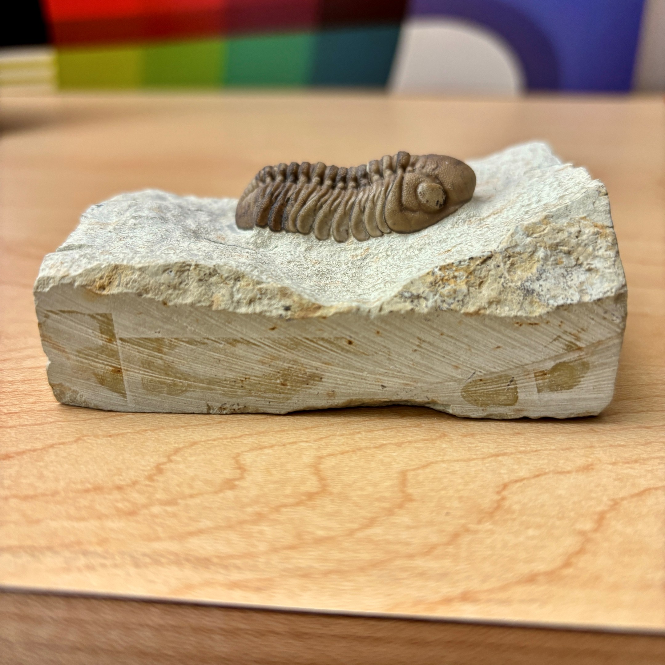 Fossil Trilobite - Reedops deckeri ~ Oklahoma, USA - Image 3