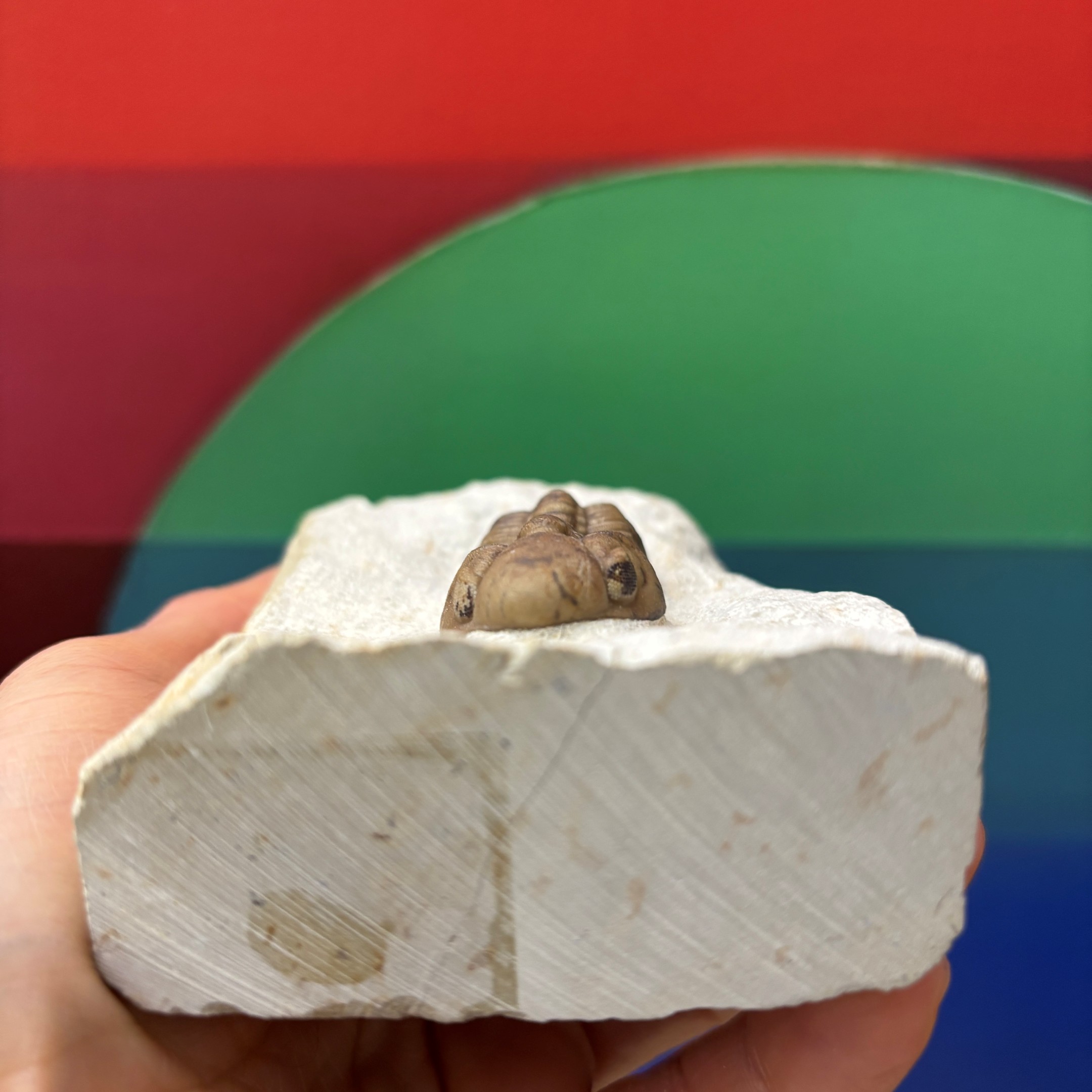 Fossil Trilobite - Reedops deckeri ~ Oklahoma, USA - Image 4