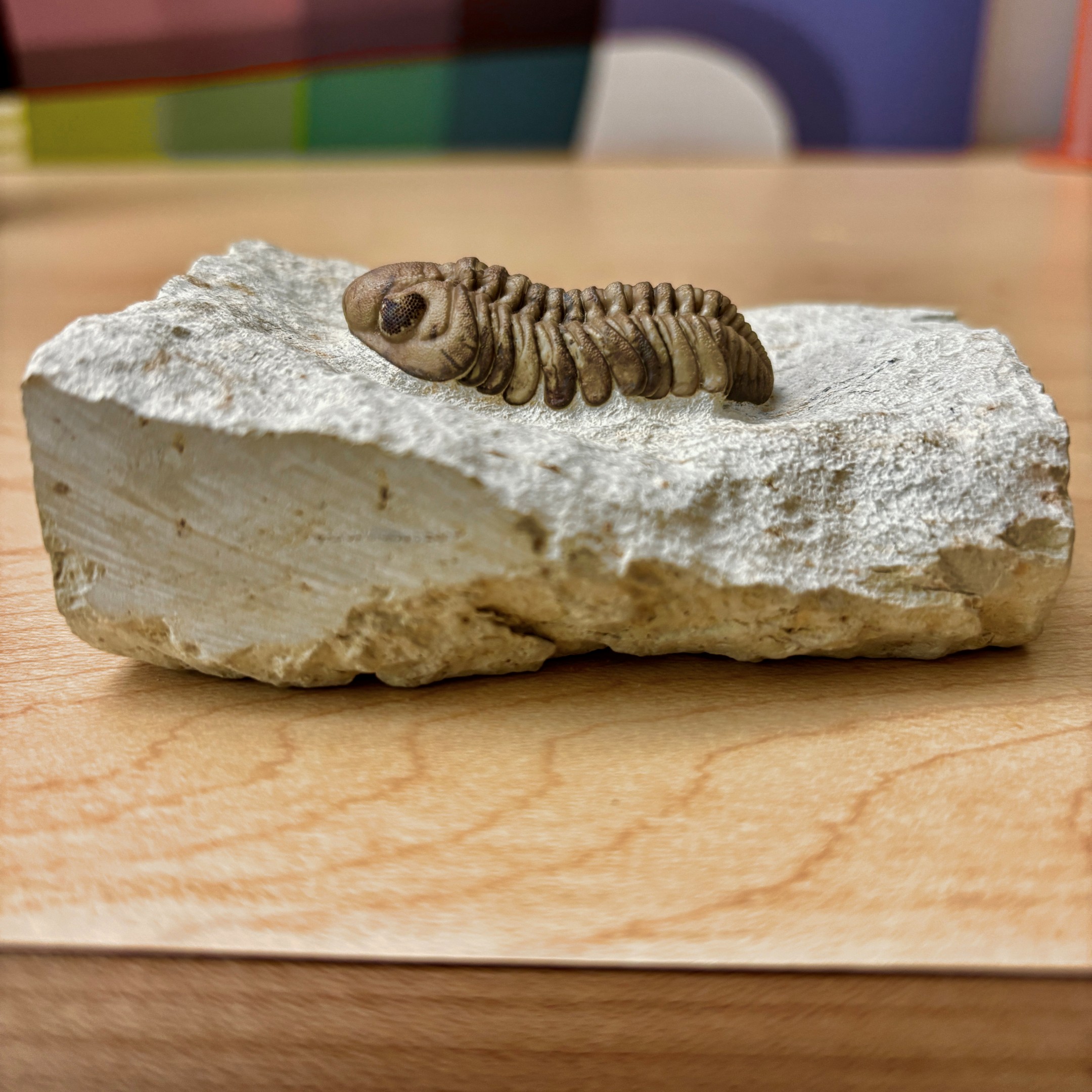 Fossil Trilobite - Reedops deckeri ~ Oklahoma, USA - Image 5