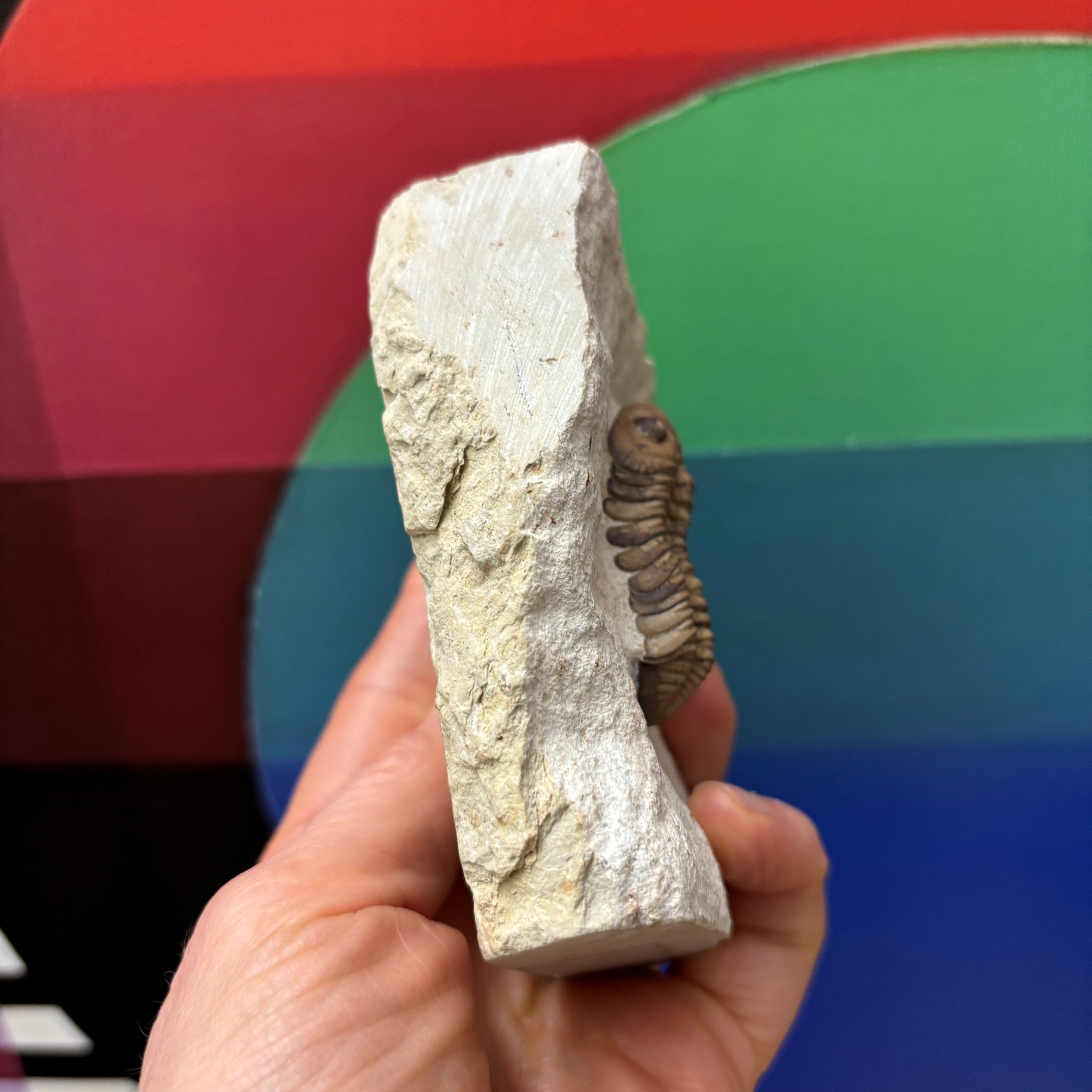 Fossil Trilobite - Reedops deckeri ~ Oklahoma, USA - Image 6