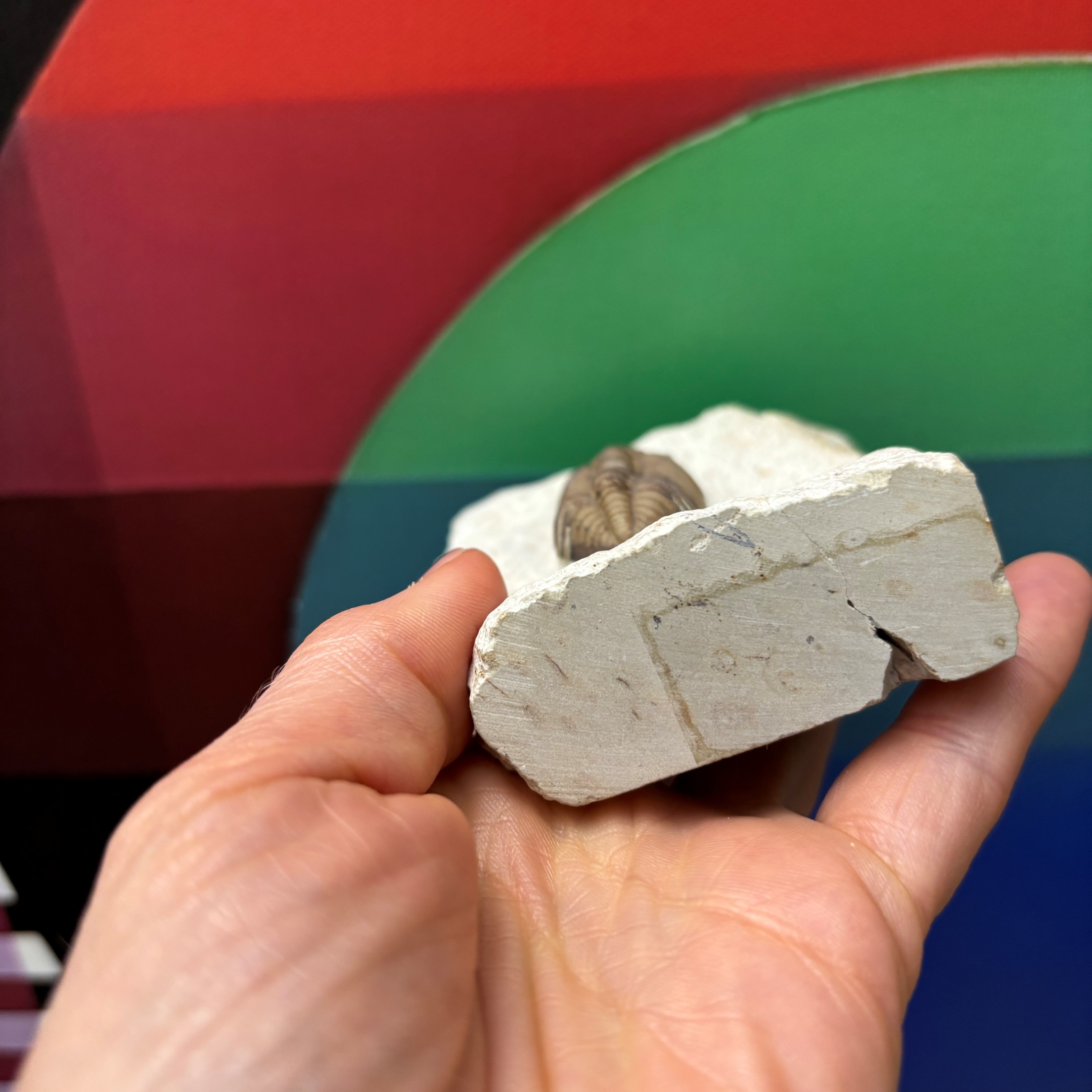 Fossil Trilobite - Reedops deckeri ~ Oklahoma, USA - Image 7