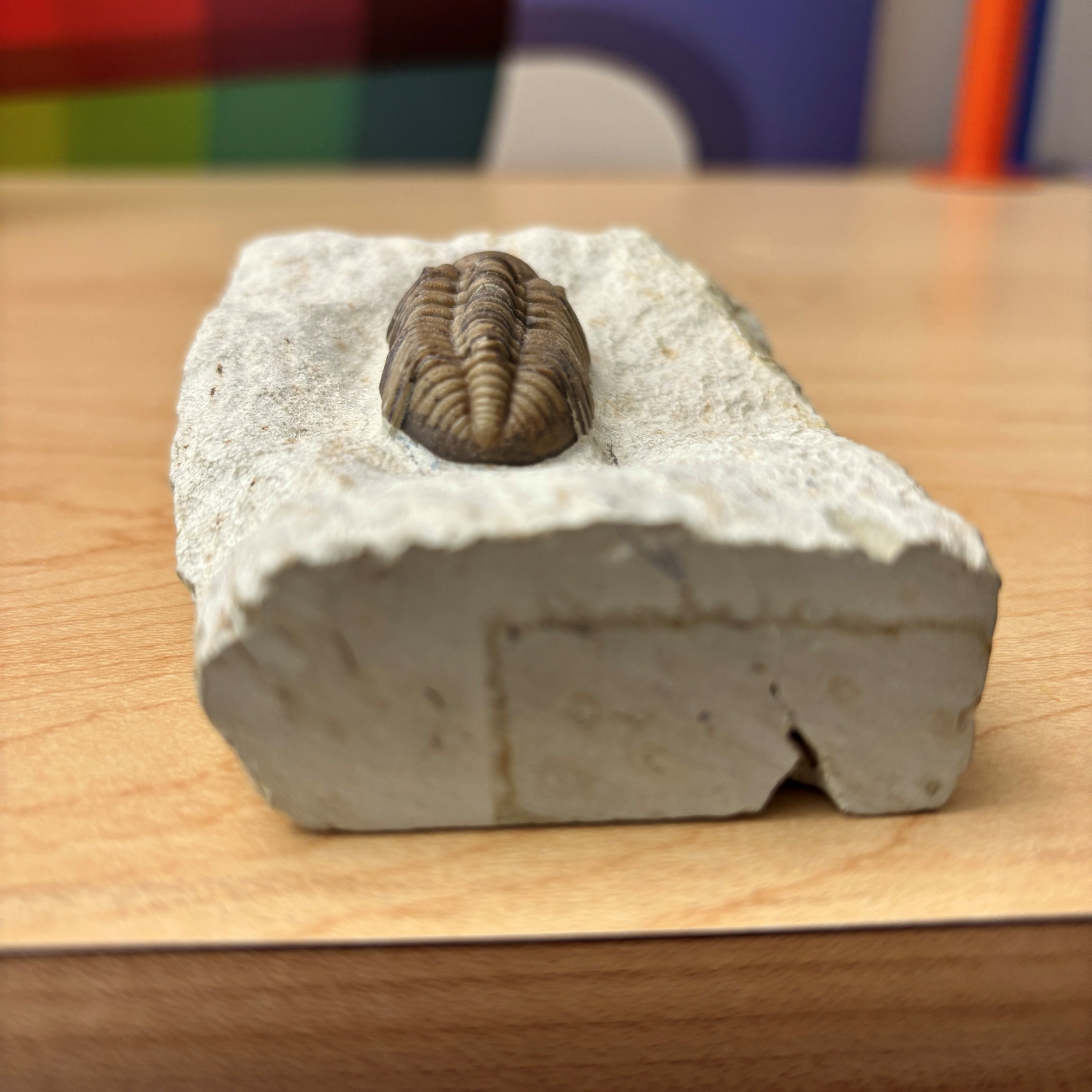 Fossil Trilobite - Reedops deckeri ~ Oklahoma, USA - Image 8