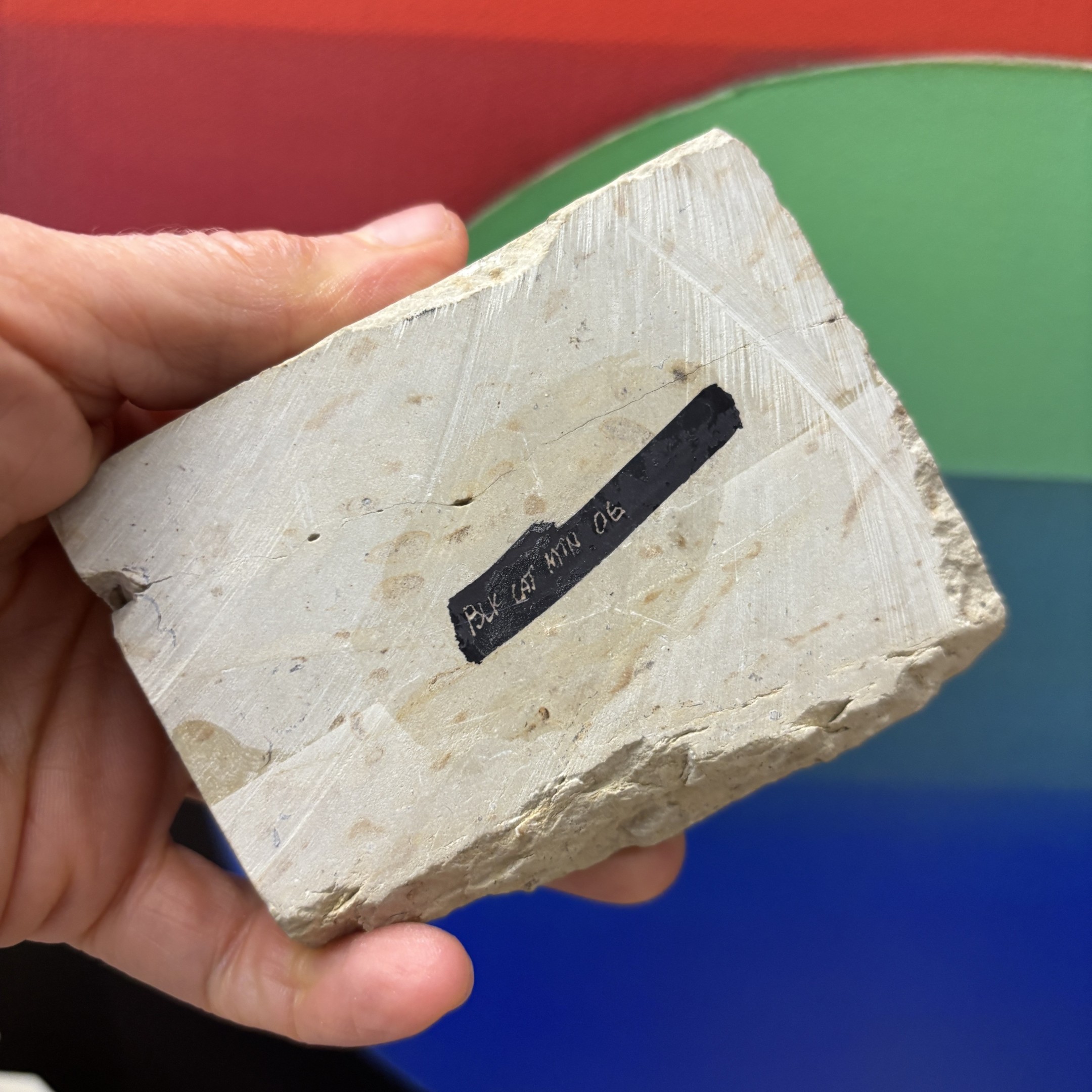 Fossil Trilobite - Reedops deckeri ~ Oklahoma, USA - Image 9