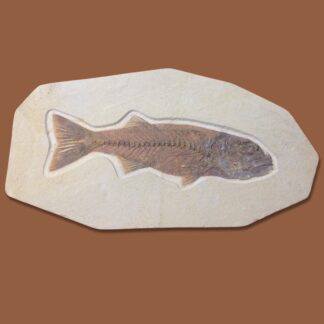 Fossil Fish - Mioplosus labracoides ~ Green River Formation, Wyoming, USA
