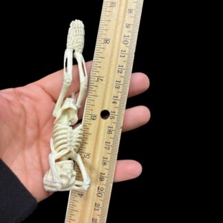 Moose Antler Headstand Yoga Skeleton