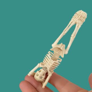 Moose Antler Headstand Yoga Skeleton