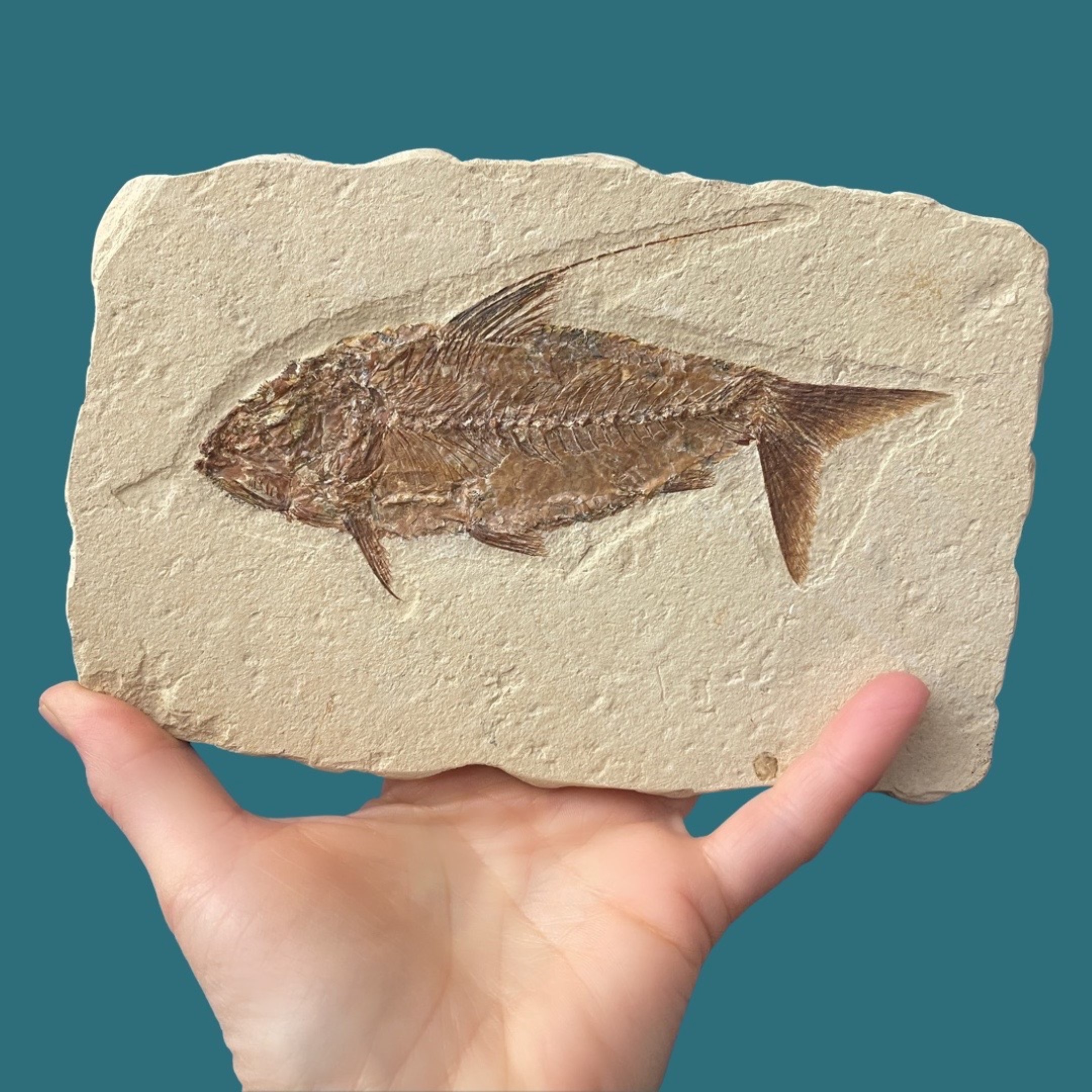 Geoclassics | Fossil Fish ~ Nematonotus longispinus ~ Lebanon