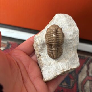 Fossil Trilobite - Reedops deckeri ~ Black Cat Mountain, Oklahoma