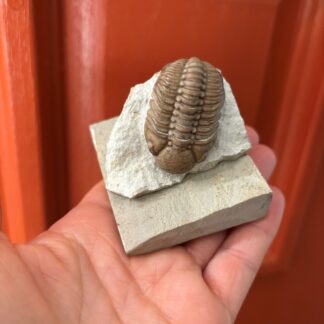 Fossil Trilobite - Reedops deckeri ~ Black Cat Mountain, Oklahoma