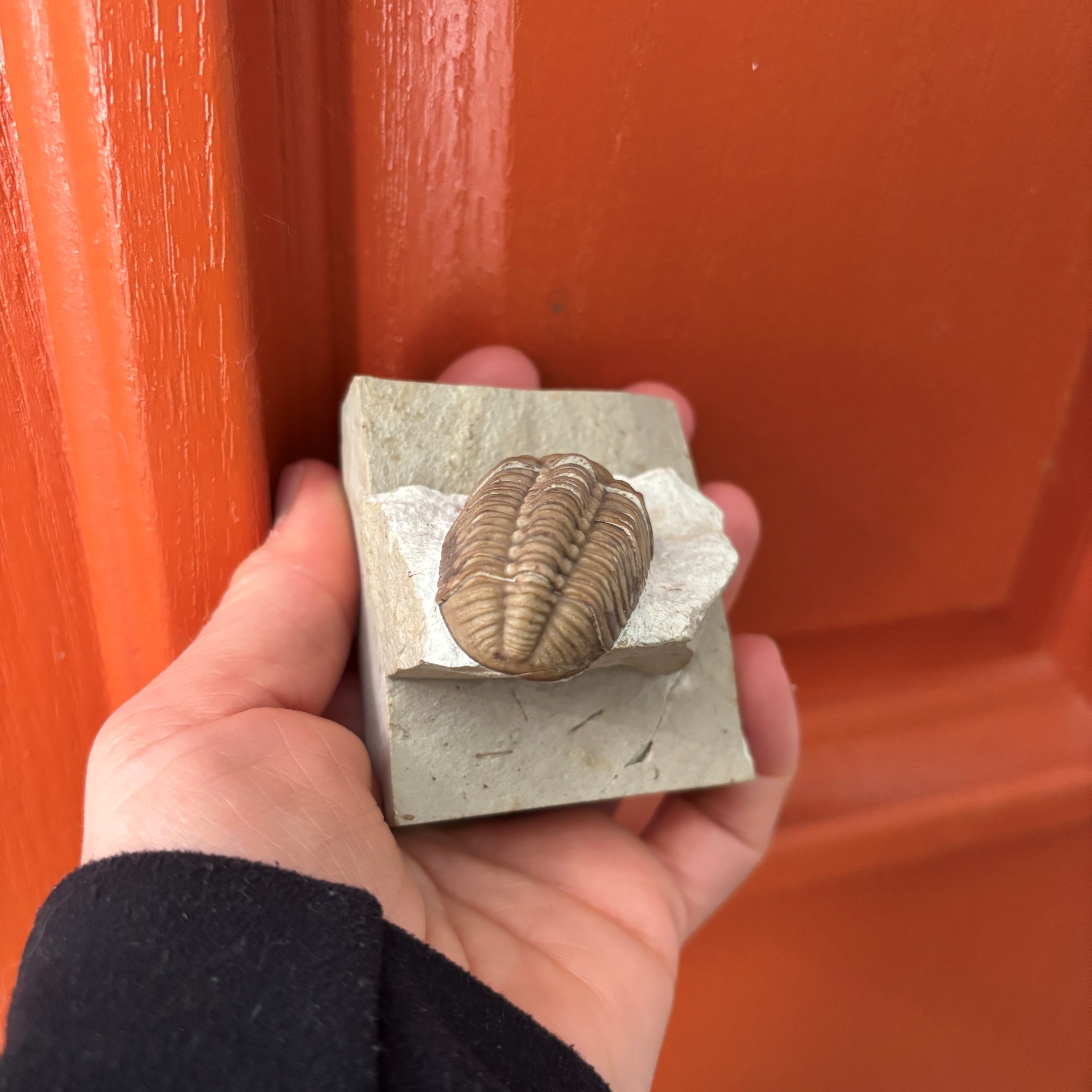 Fossil Trilobite - Reedops deckeri ~ Black Cat Mountain, Oklahoma - Image 9