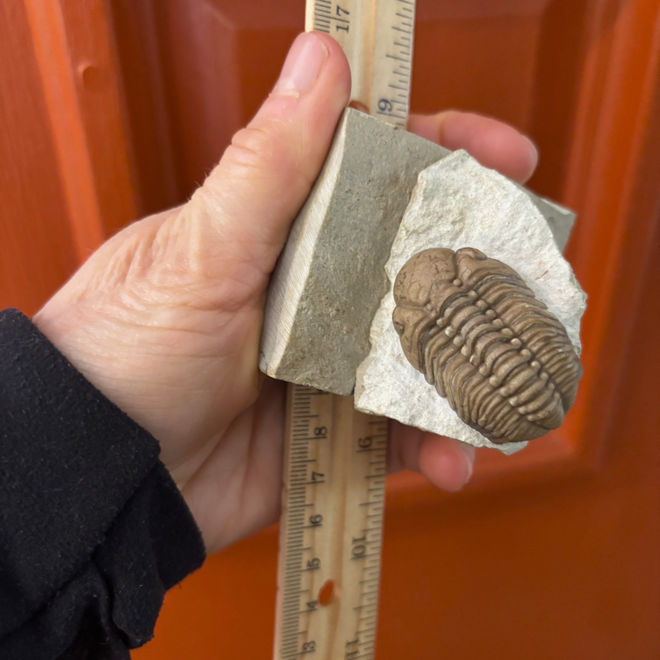 Fossil Trilobite - Reedops deckeri ~ Black Cat Mountain, Oklahoma - Image 11